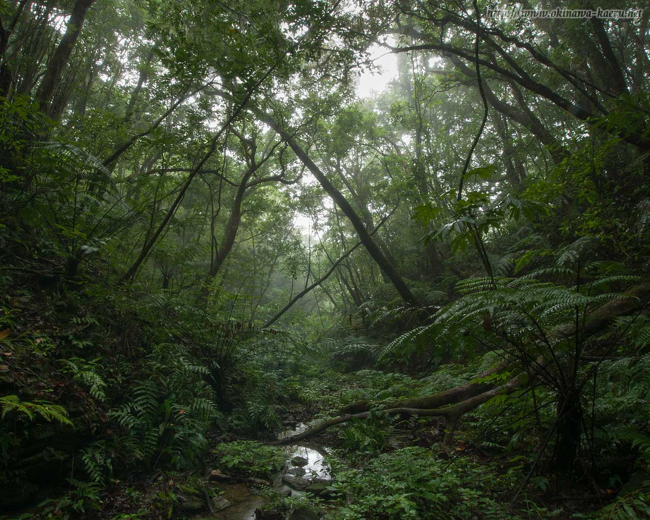 雨上がりのやんばるの森のPCデスクトップ壁紙