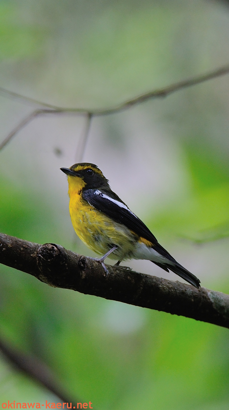 Iphone用壁紙 リュウキュウキビタキ Narcissus Flycatcher Ios7 おきなわカエル商会