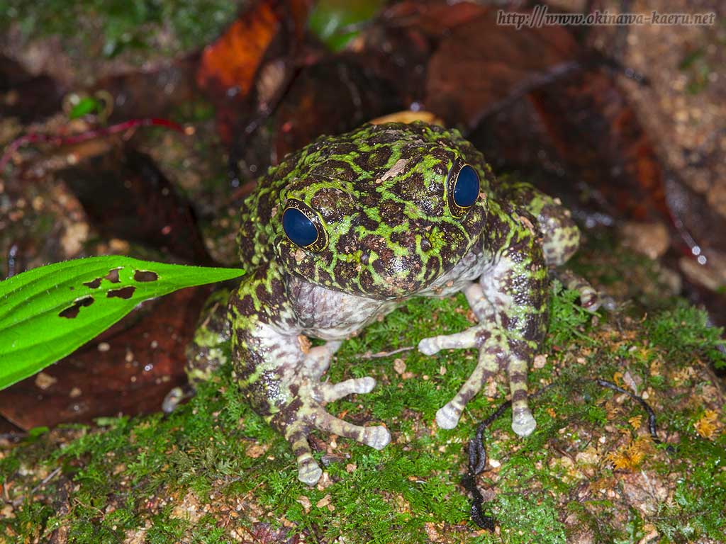 オキナワイシカワガエル