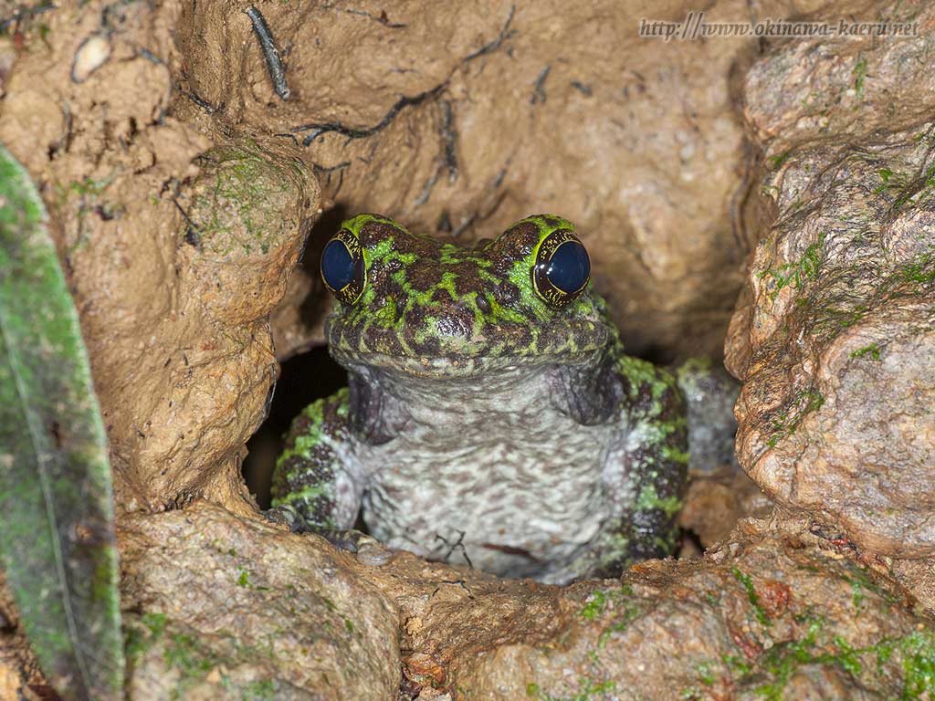 オキナワイシカワガエル