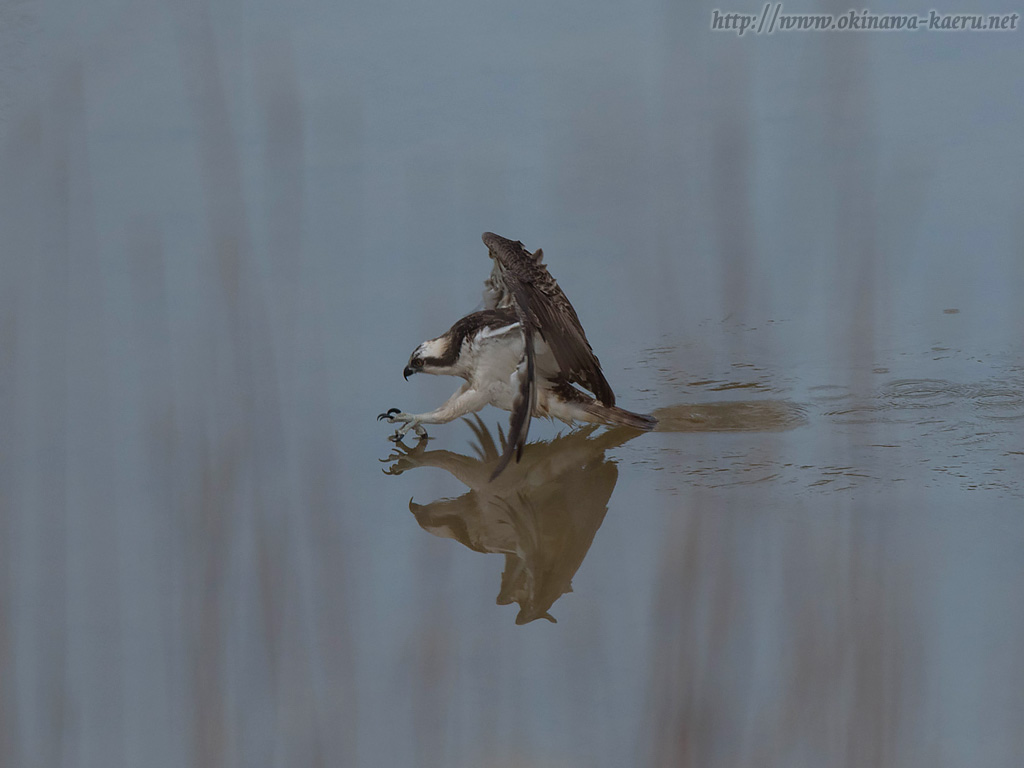 ジジュウカラWestern Osprey Pandion haliaetus のPCデスクトップ壁紙