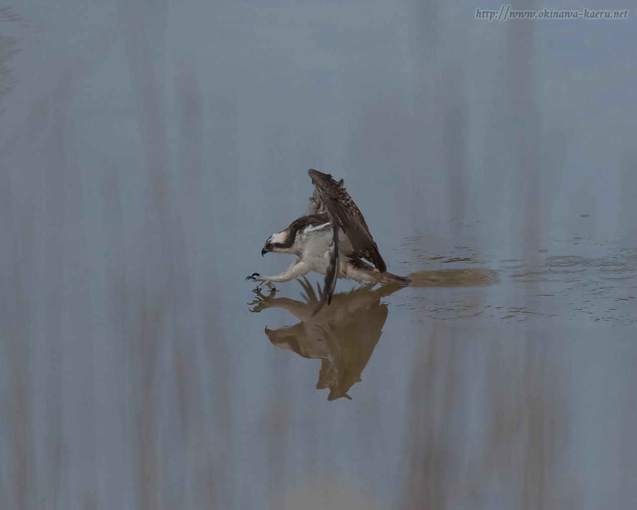 ジジュウカラWestern Osprey Pandion haliaetus のPCデスクトップ壁紙