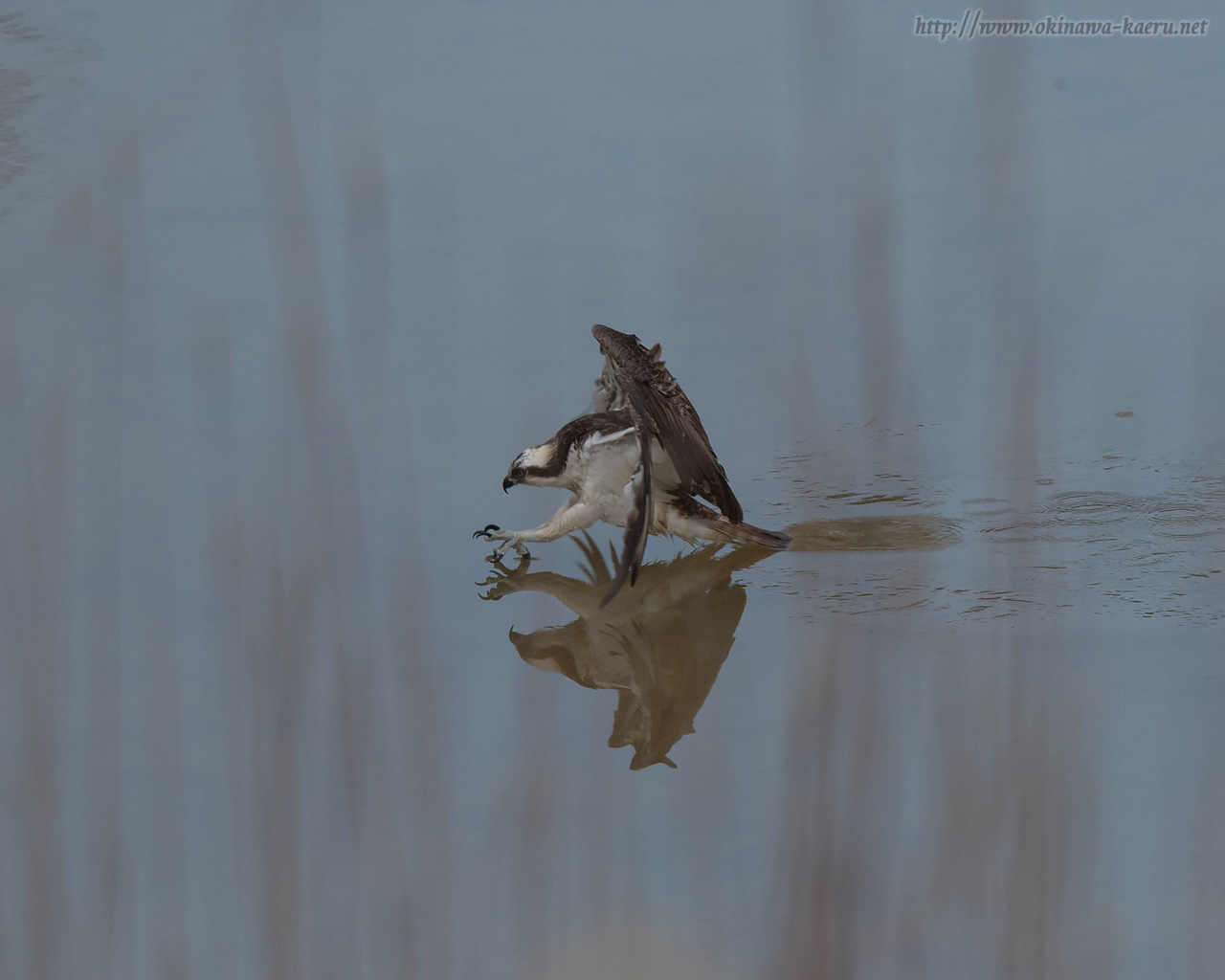 ジジュウカラWestern Osprey Pandion haliaetus のPCデスクトップ壁紙