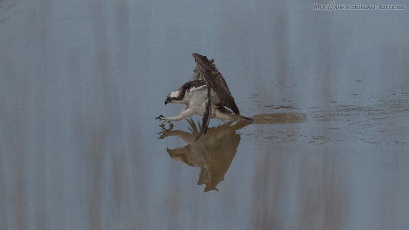 ジジュウカラWestern Osprey Pandion haliaetus のPCデスクトップ壁紙