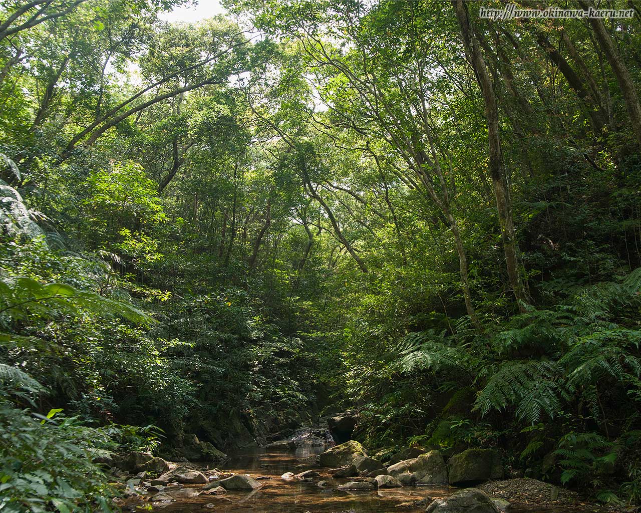 パソコンデスクトップ壁紙 やんばるの森 やんばるの渓流 比地川 おきなわカエル商会