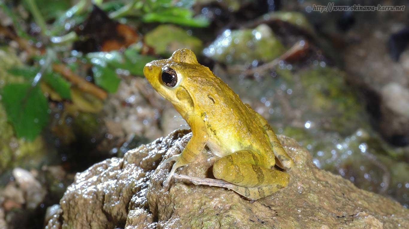 リュウキュウカジカガエルのPCデスクトップ壁紙