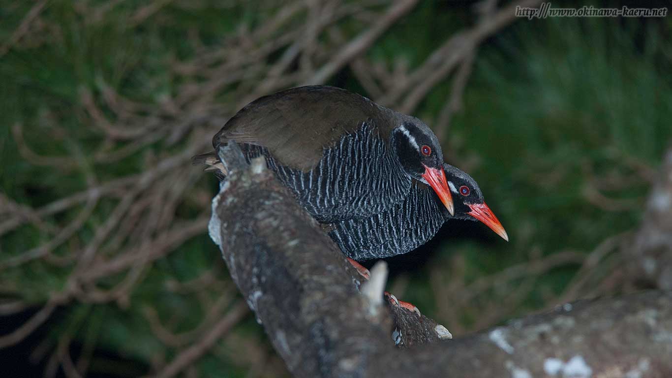 ヤンバルクイナのPCデスクトップ壁紙