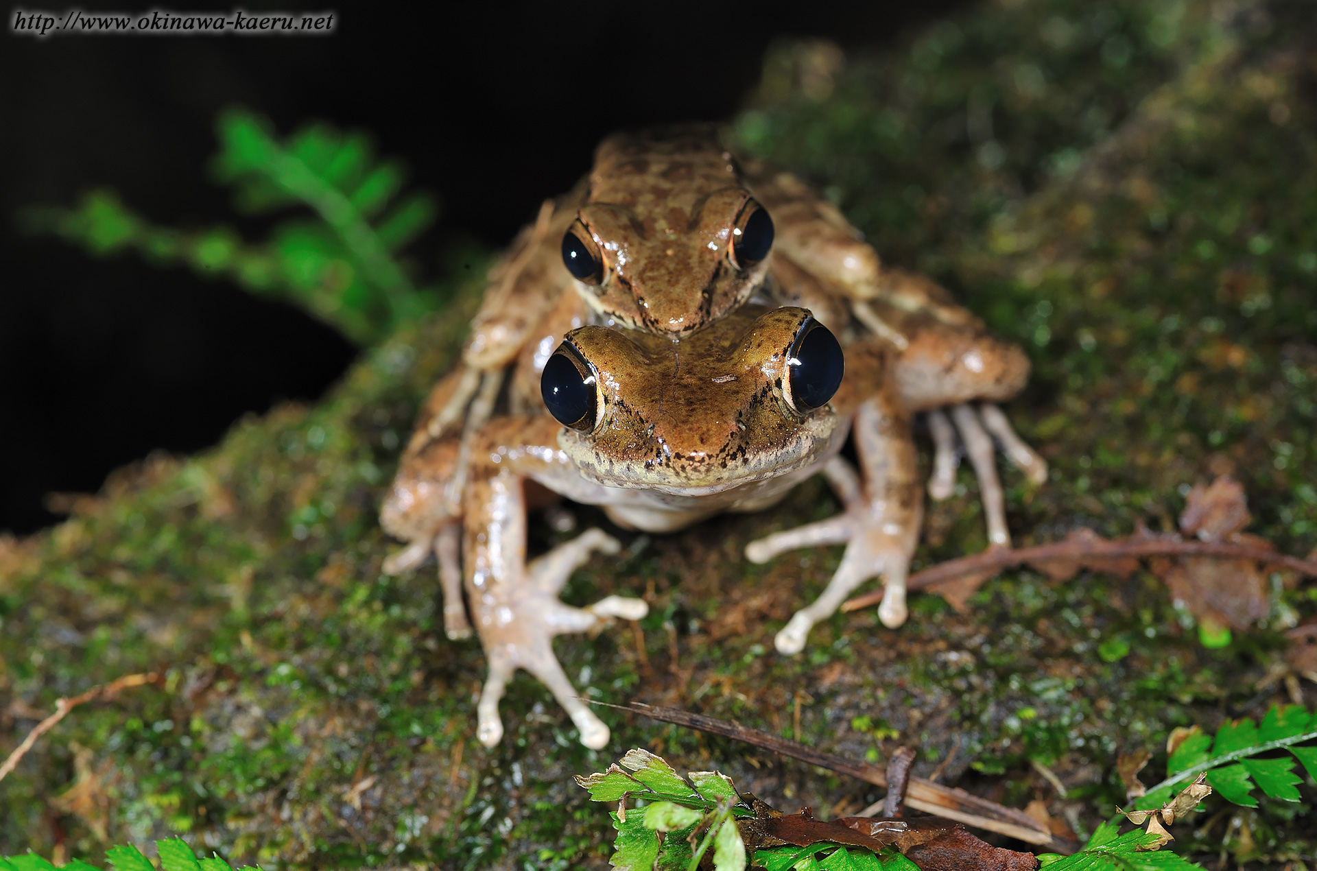 ハナサキガエルの画像