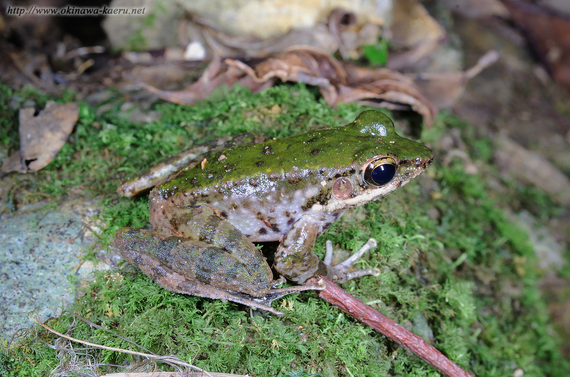 ハナサキガエルの画像