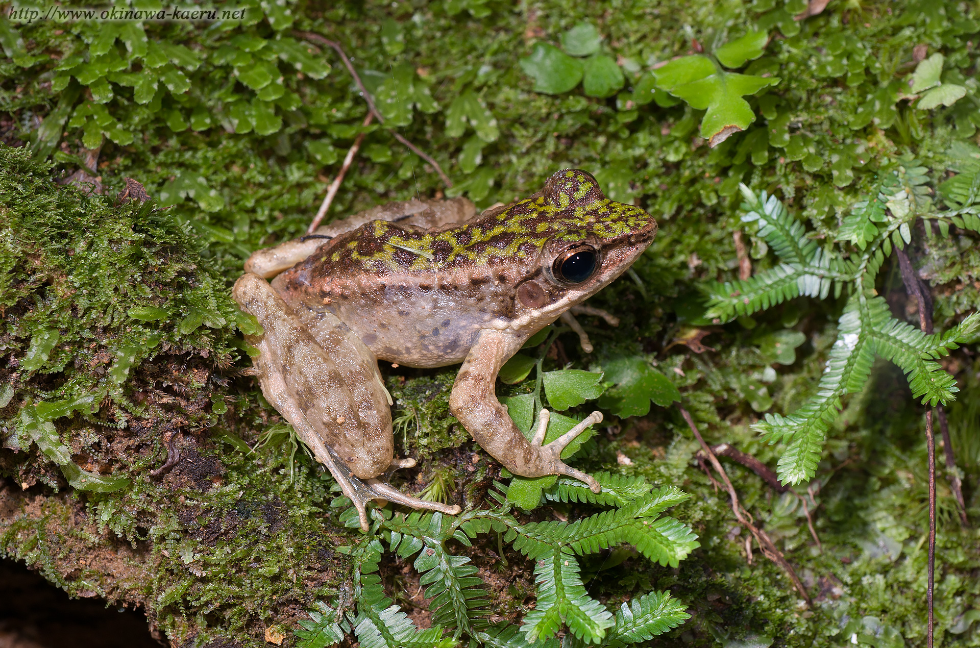 ハナサキガエルの画像