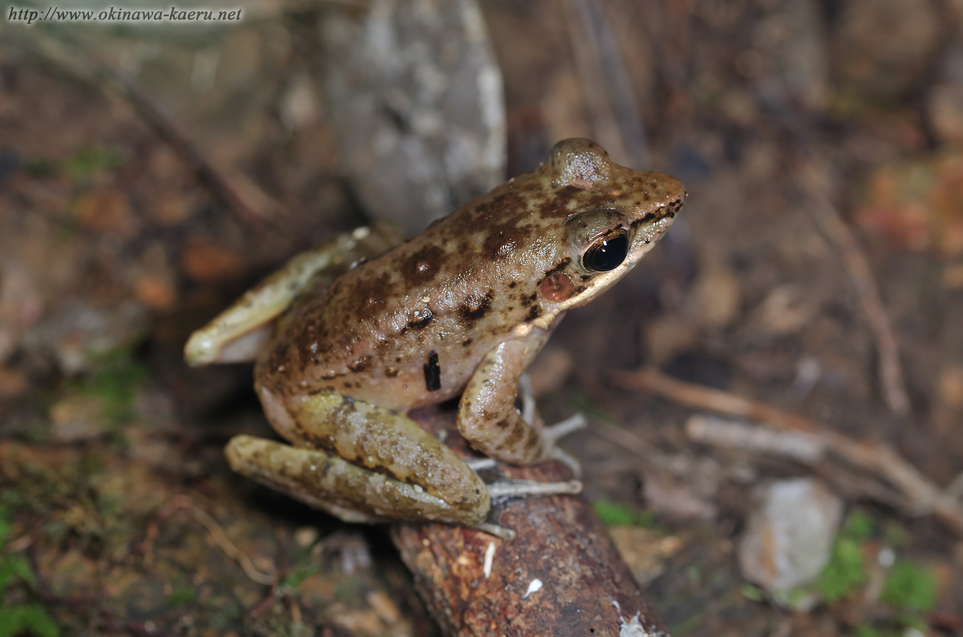 ハナサキガエルの画像