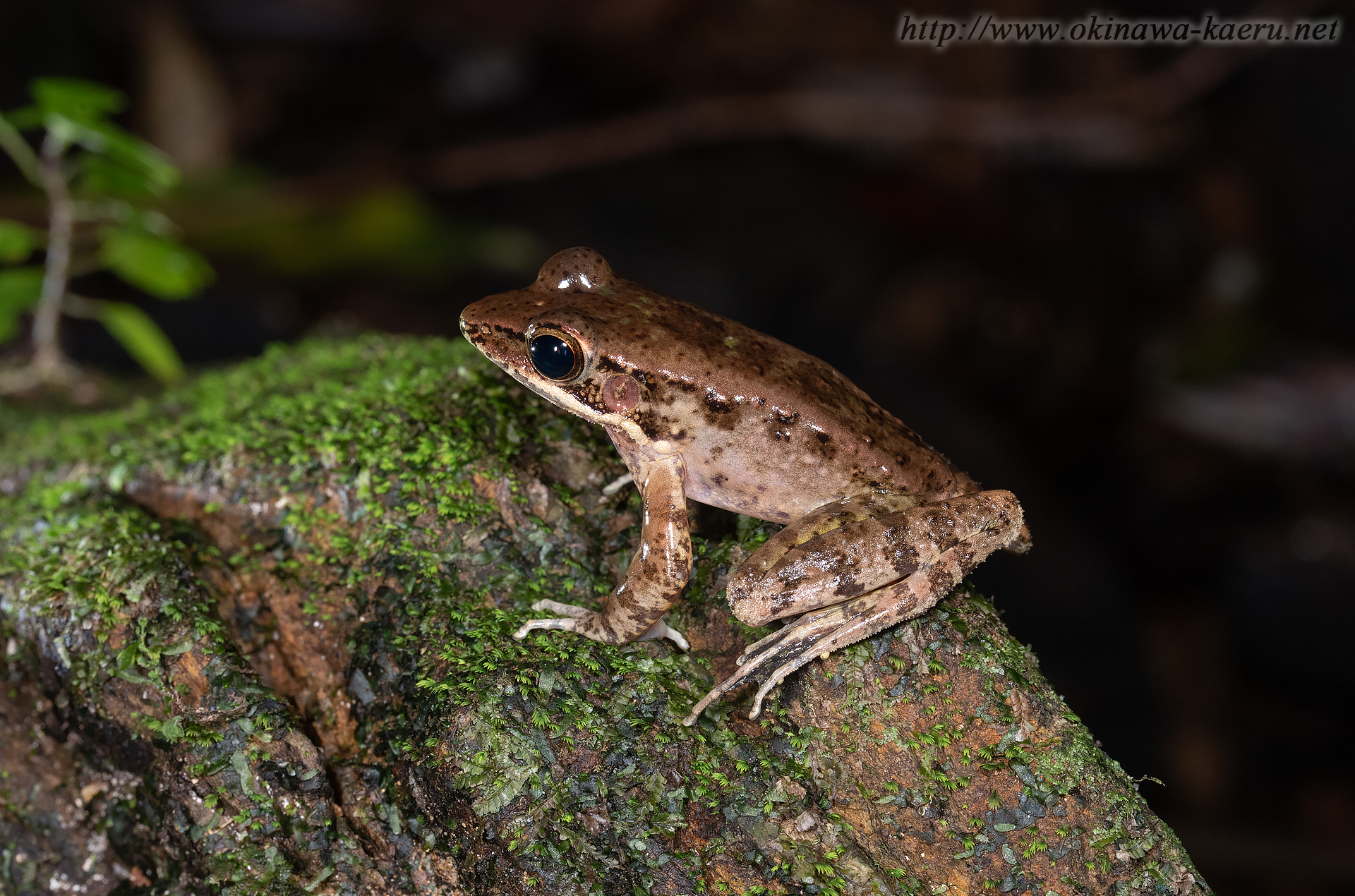 ハナサキガエルの画像