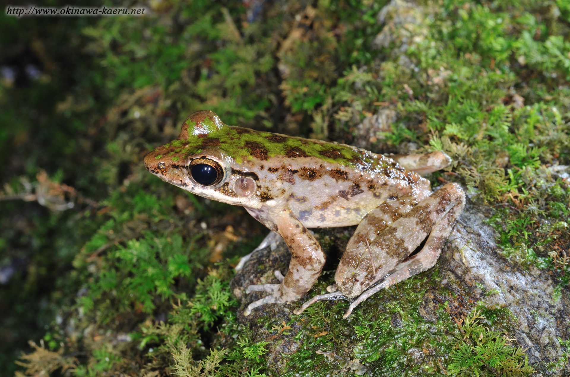 ハナサキガエルの画像