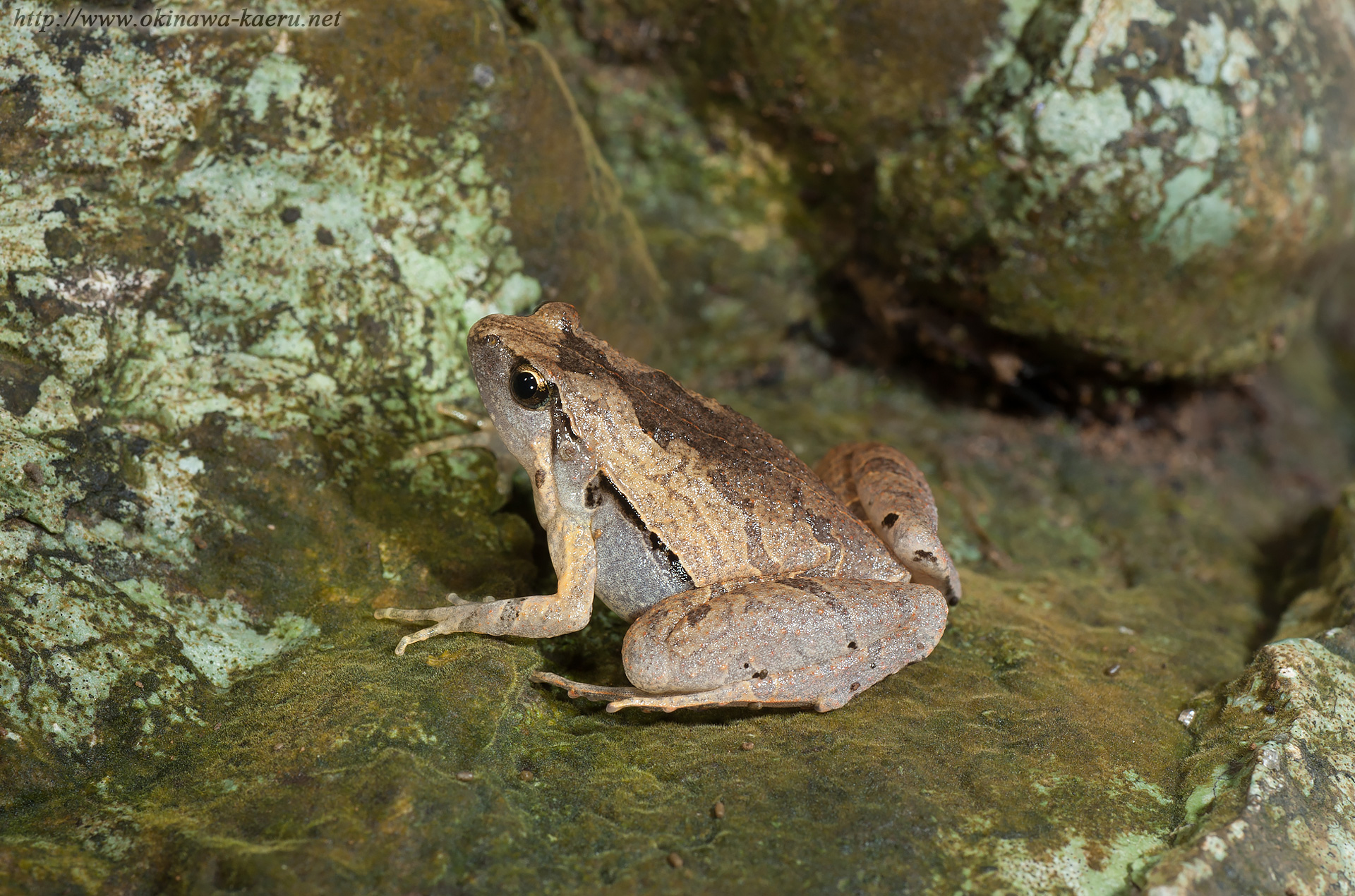 ヒメアマガエルの画像