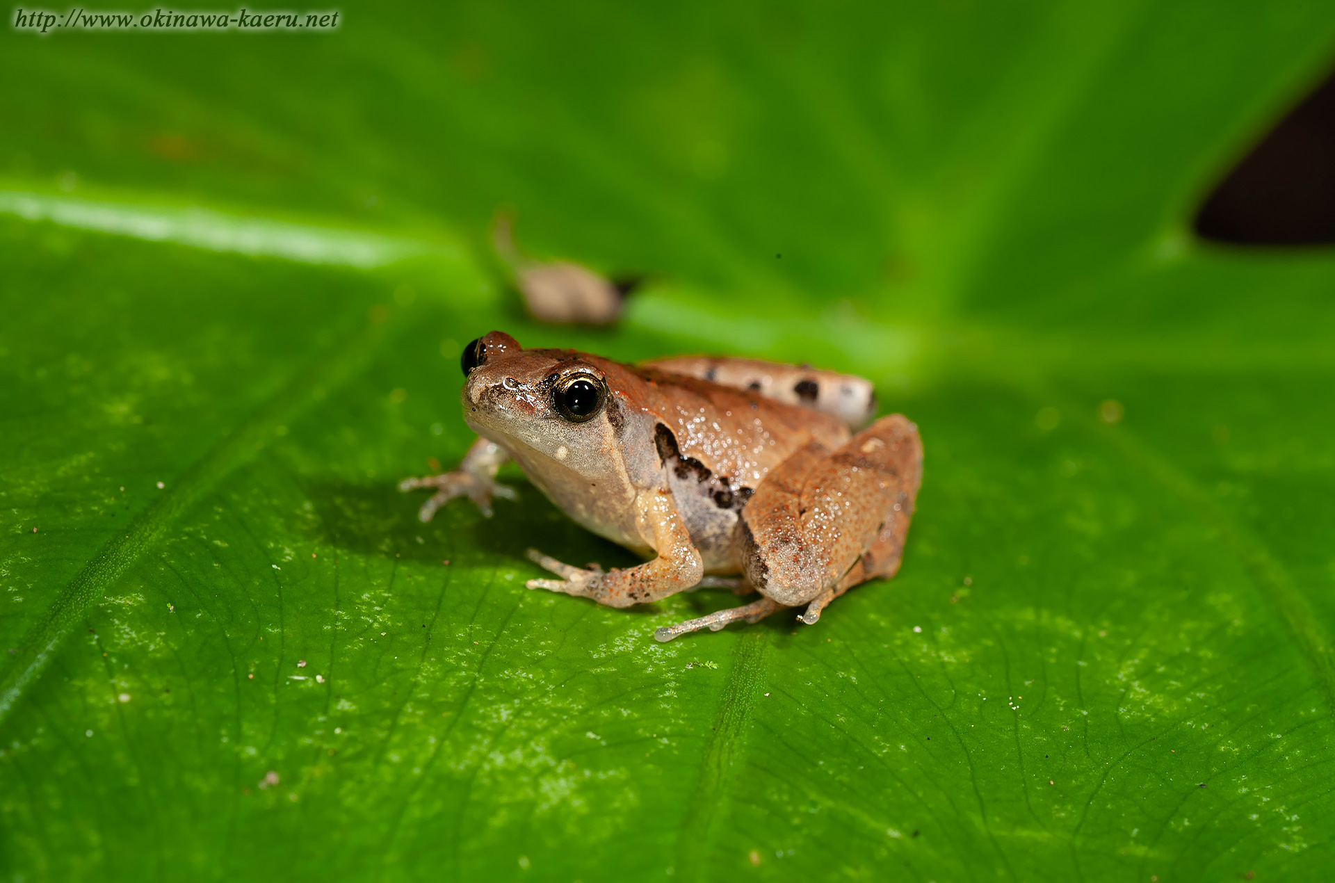 ヒメアマガエルの画像