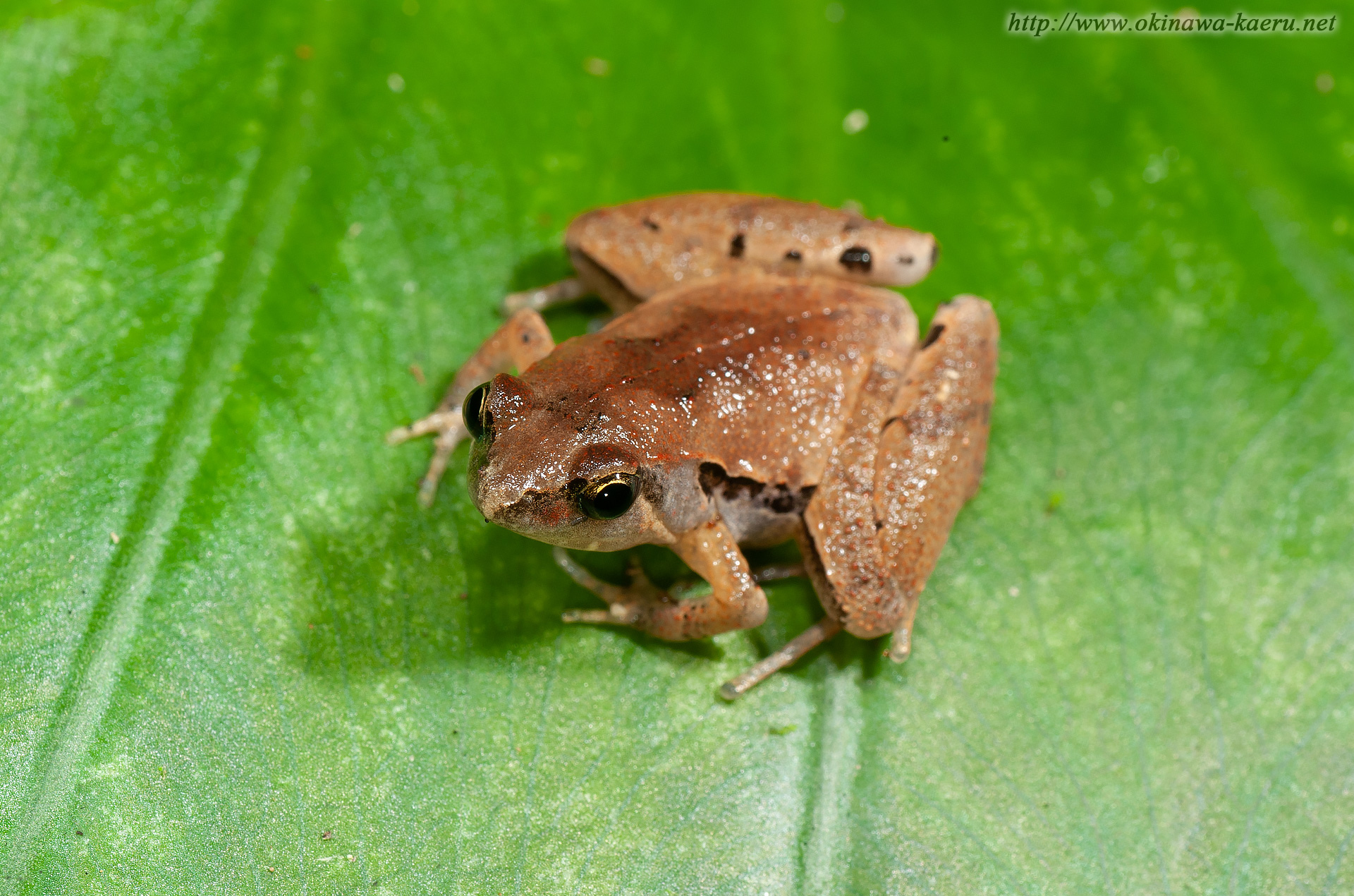 ヒメアマガエルの画像