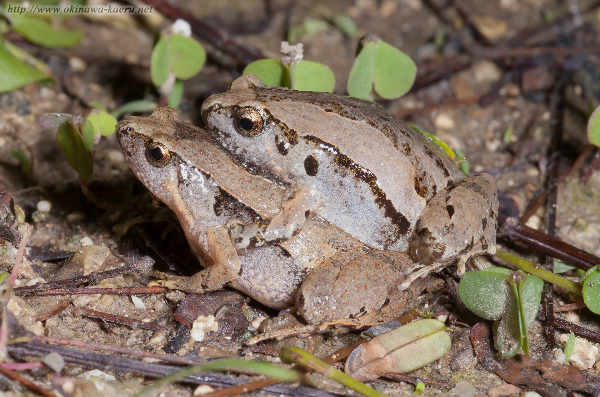 ヒメアマガエルの画像