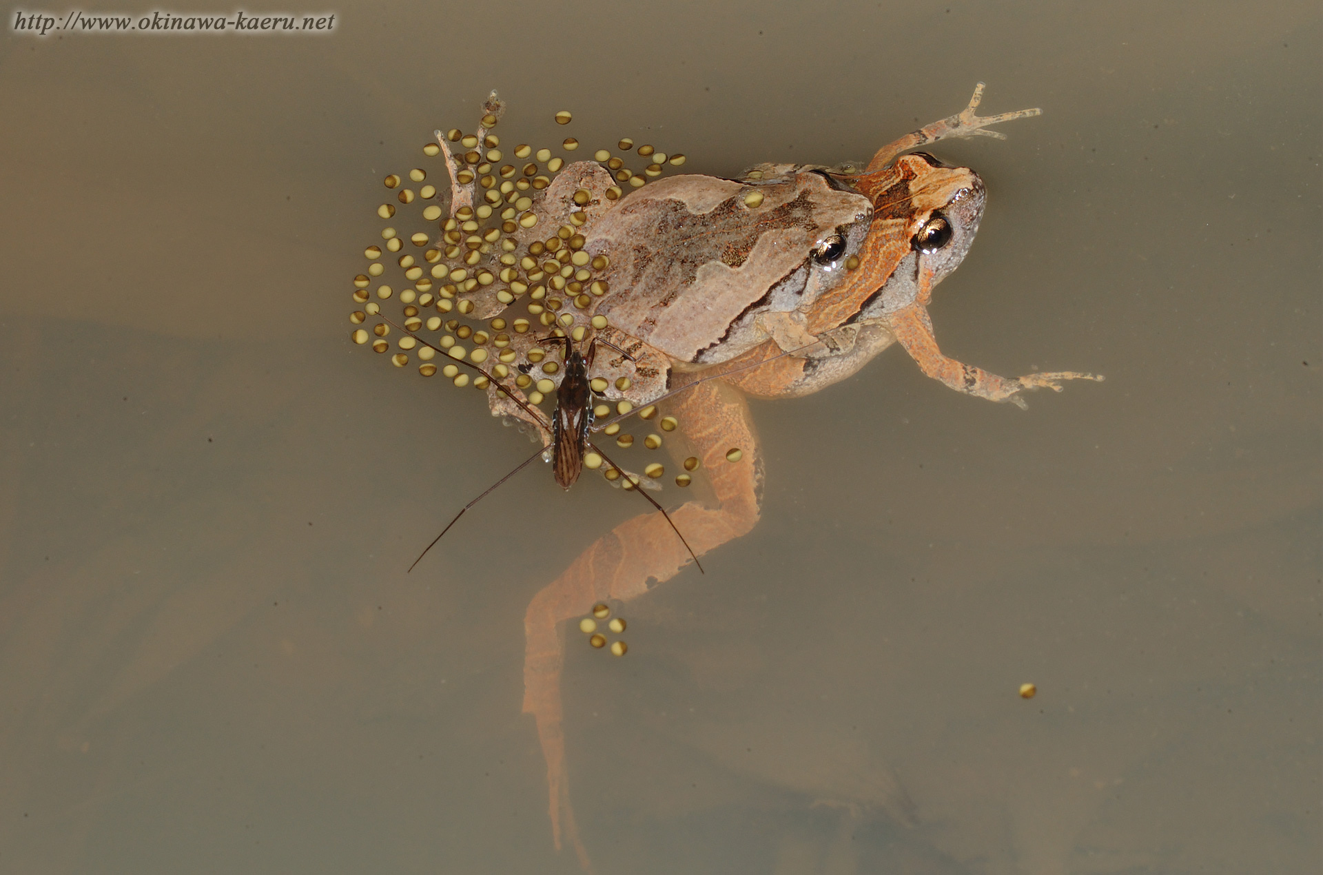 ヒメアマガエルの画像