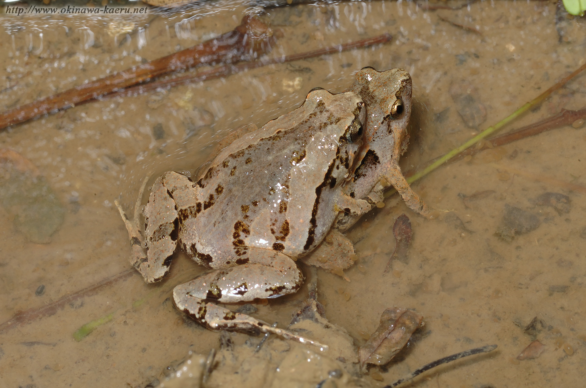 ヒメアマガエルの画像