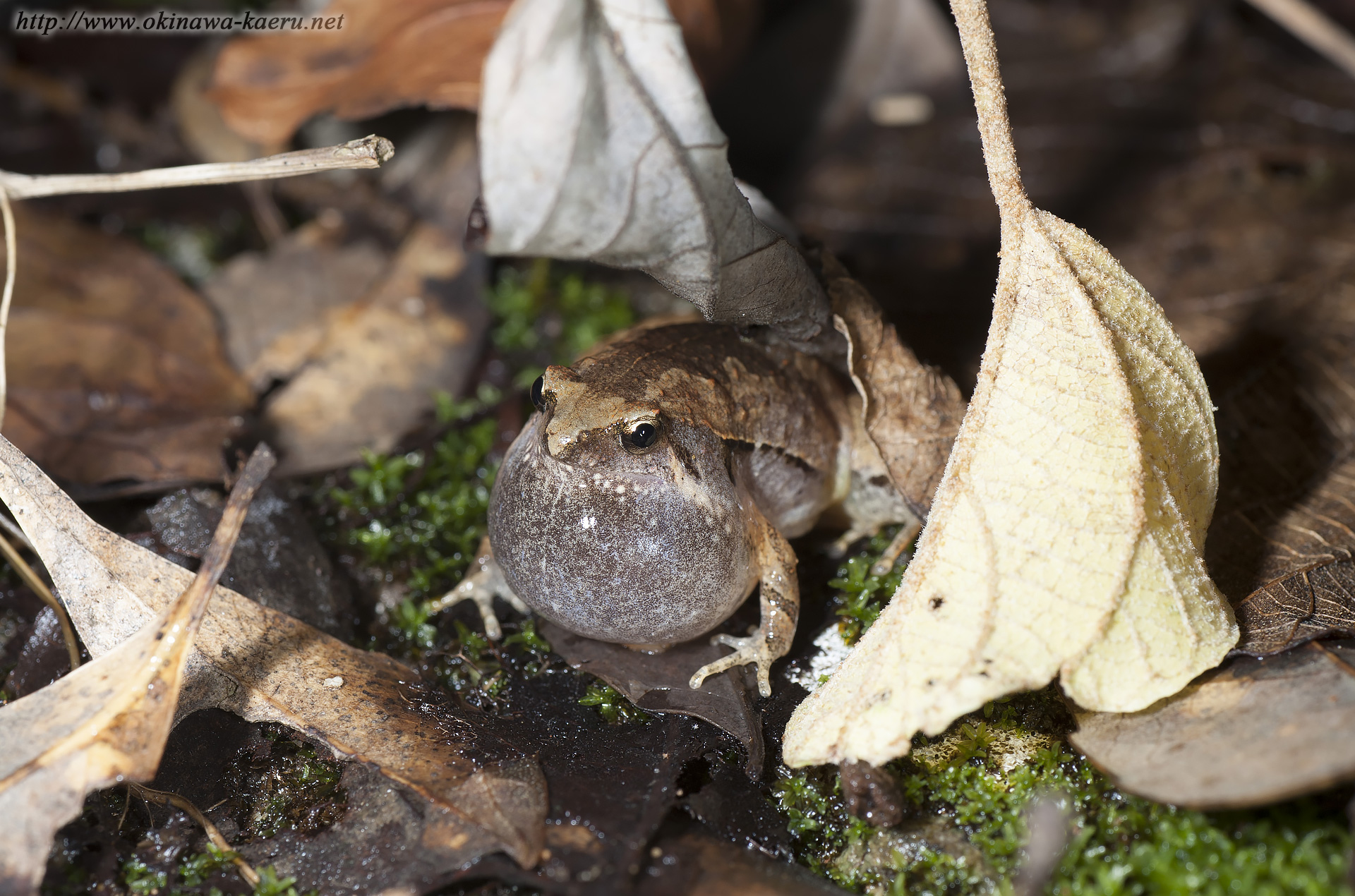 ヒメアマガエルの画像