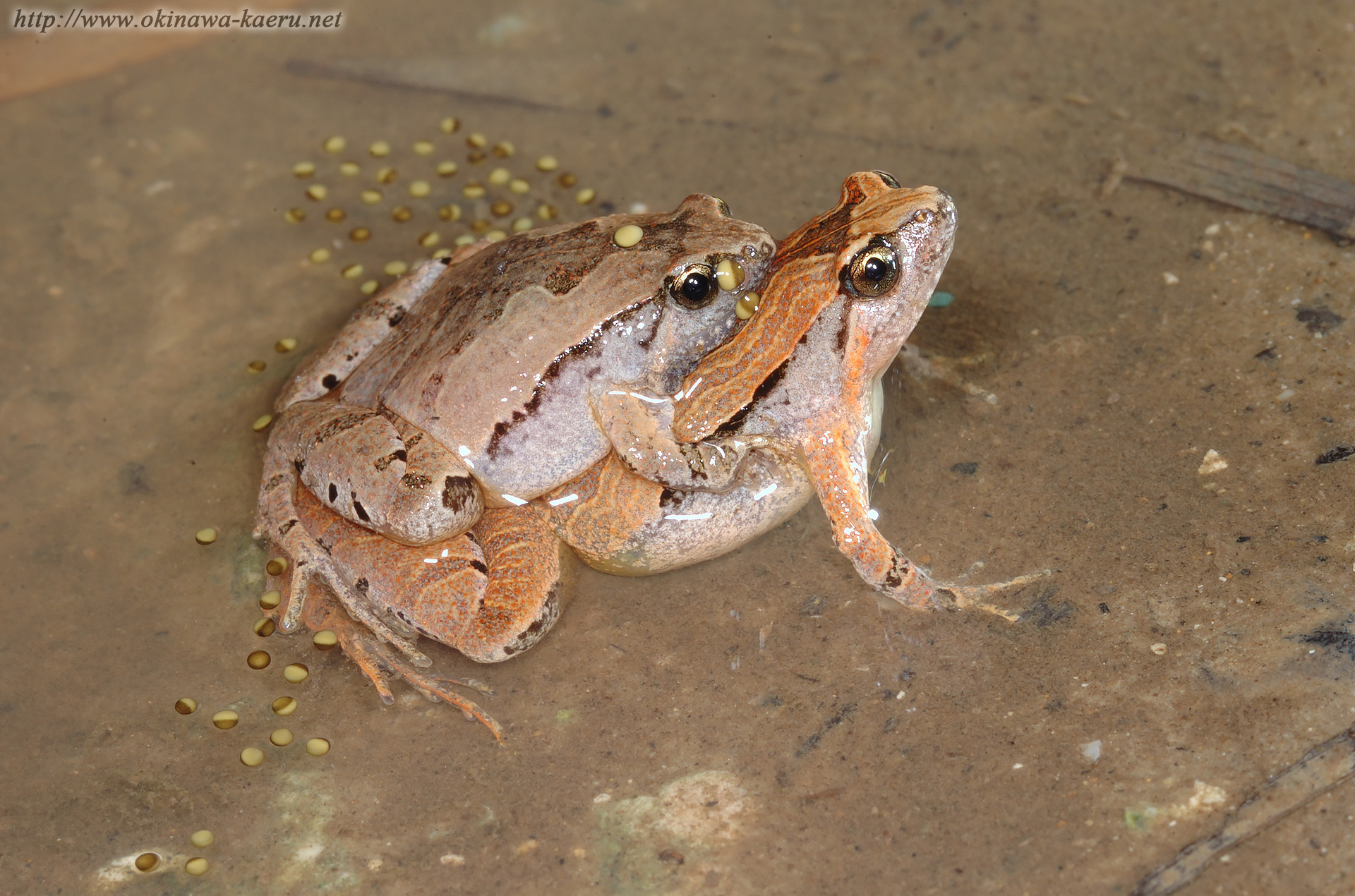 ヒメアマガエルの画像