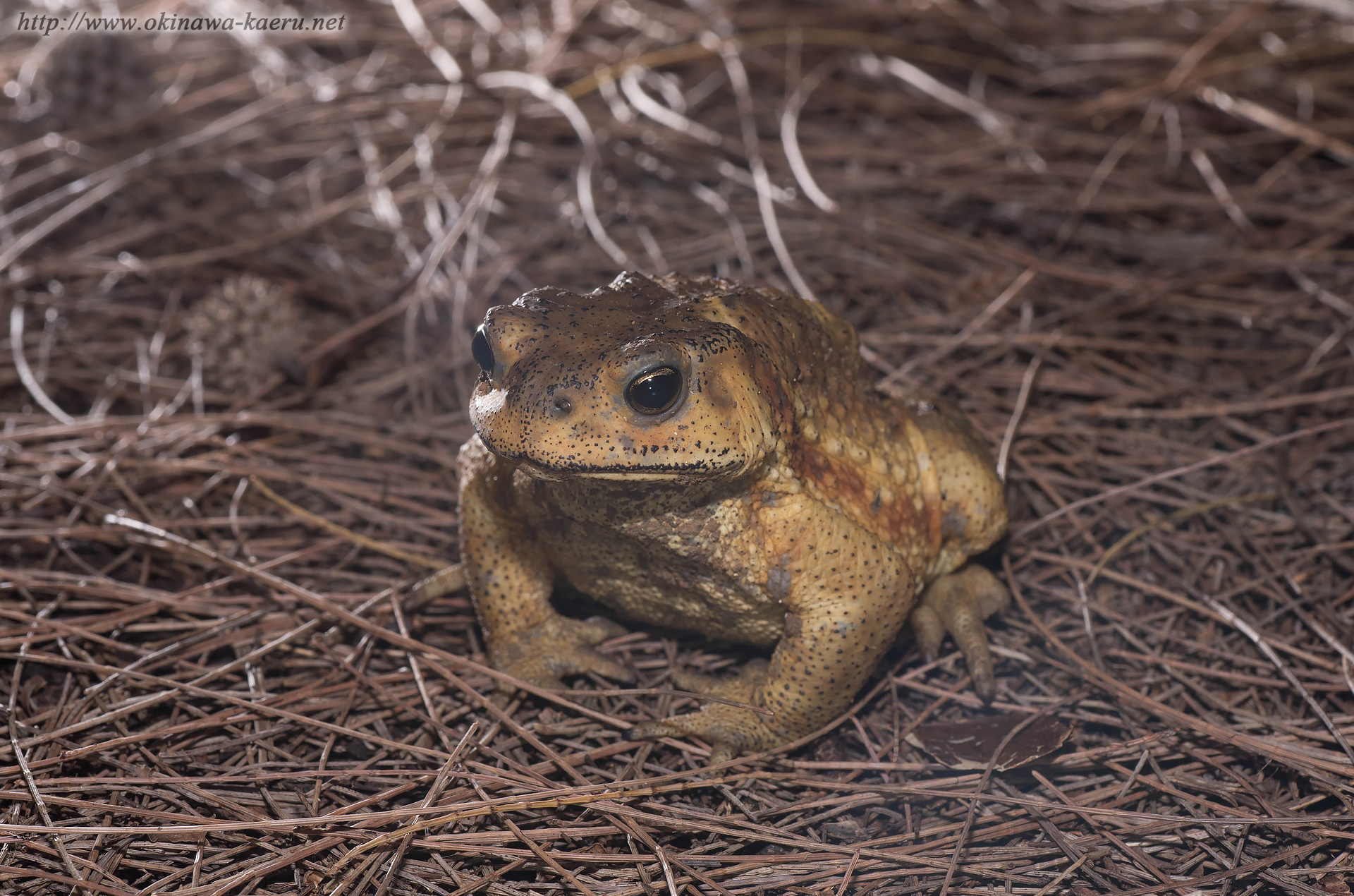 ミヤコヒキガエルの画像