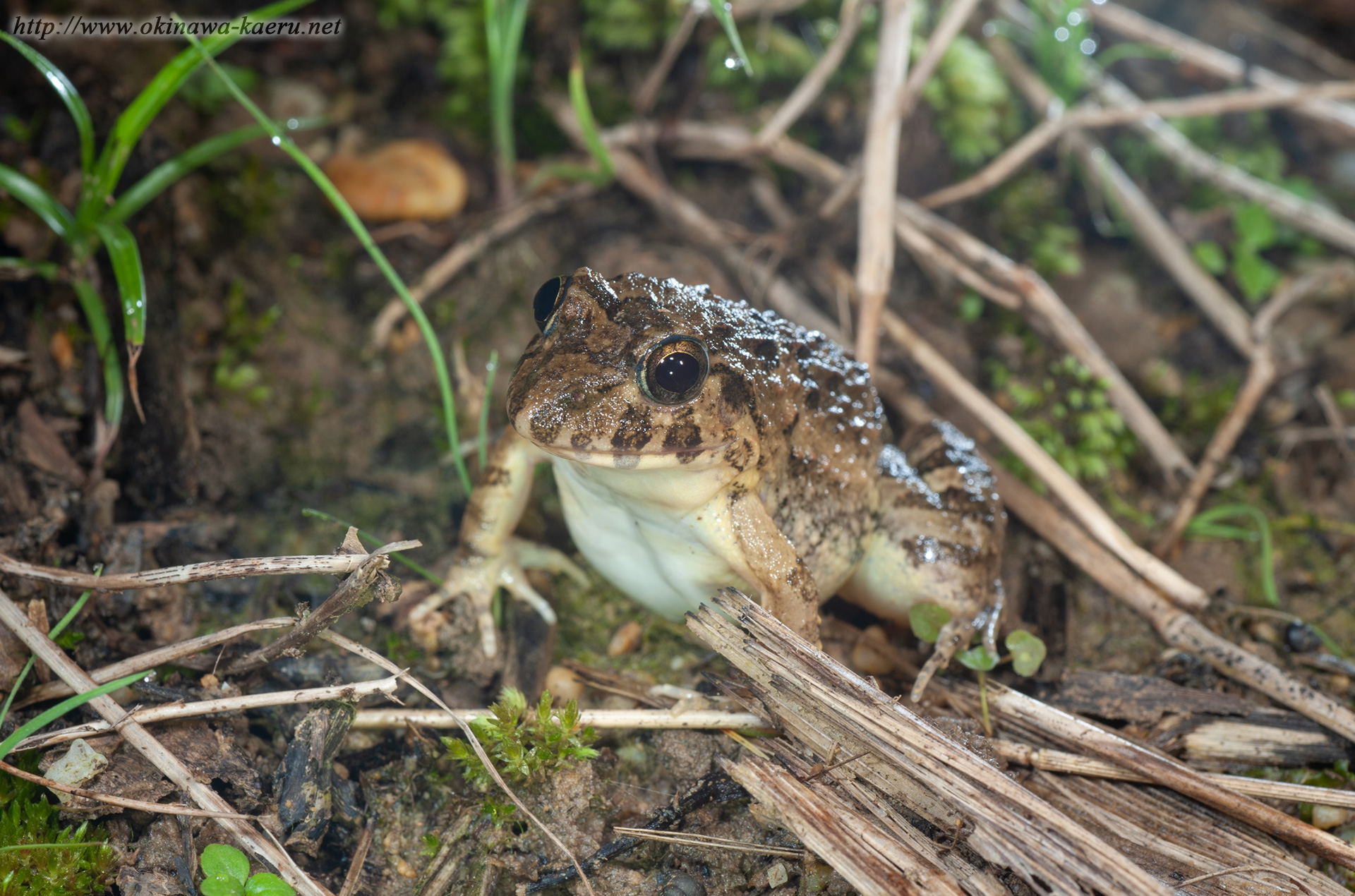 ヌマガエルの画像