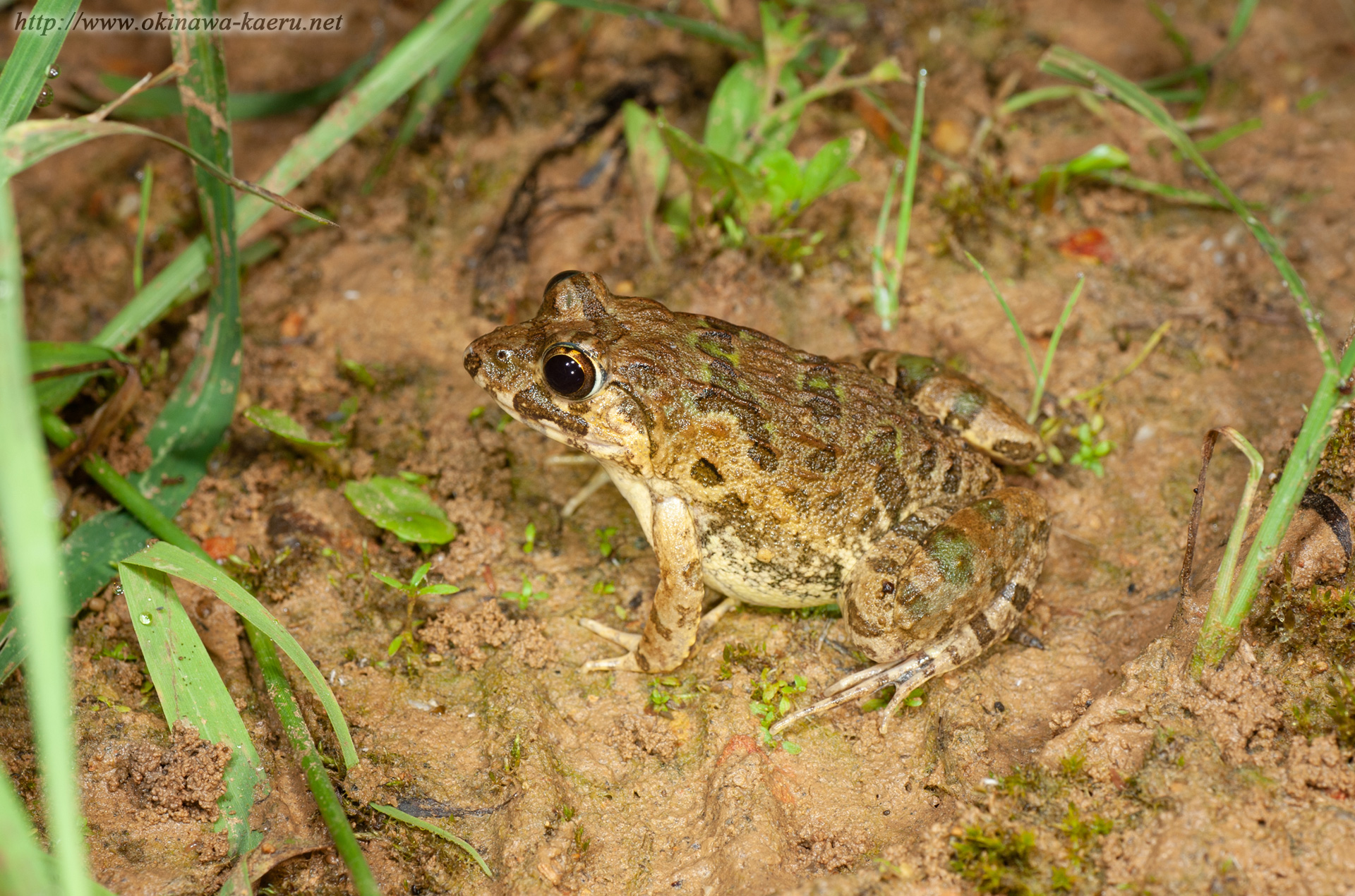 ヌマガエルの画像