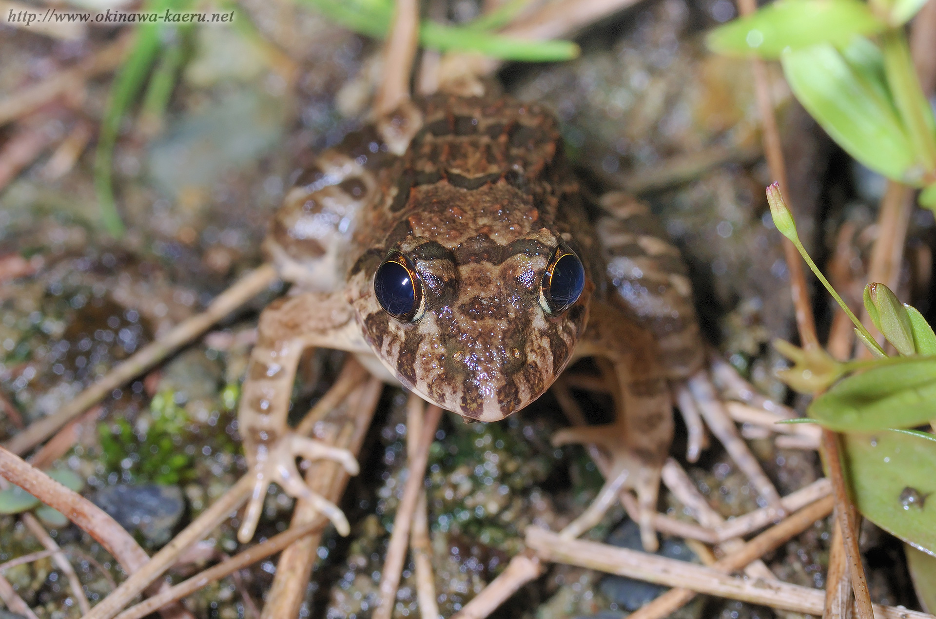 ヌマガエルの画像