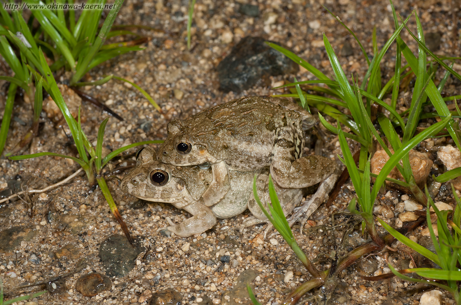 ヌマガエルの画像