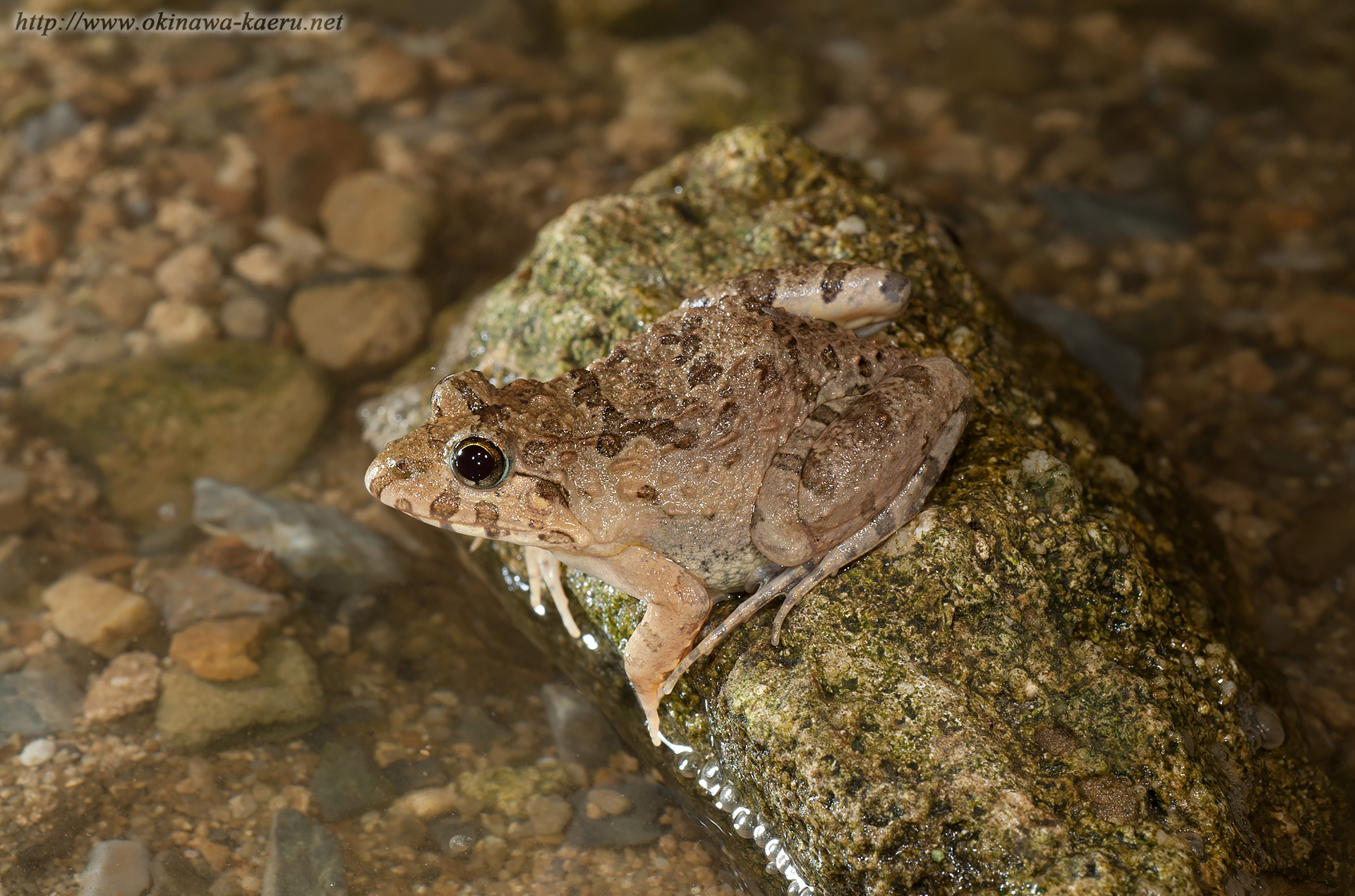 ヌマガエルの画像