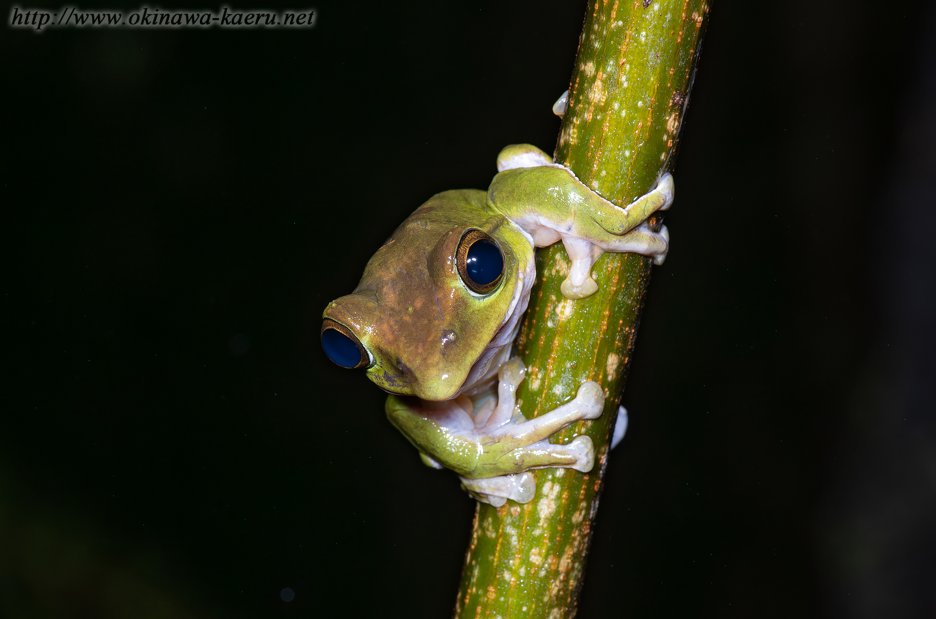 オキナワアオガエルの画像