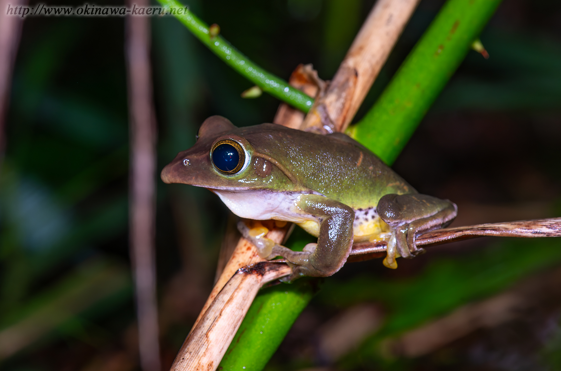 オキナワアオガエルの画像