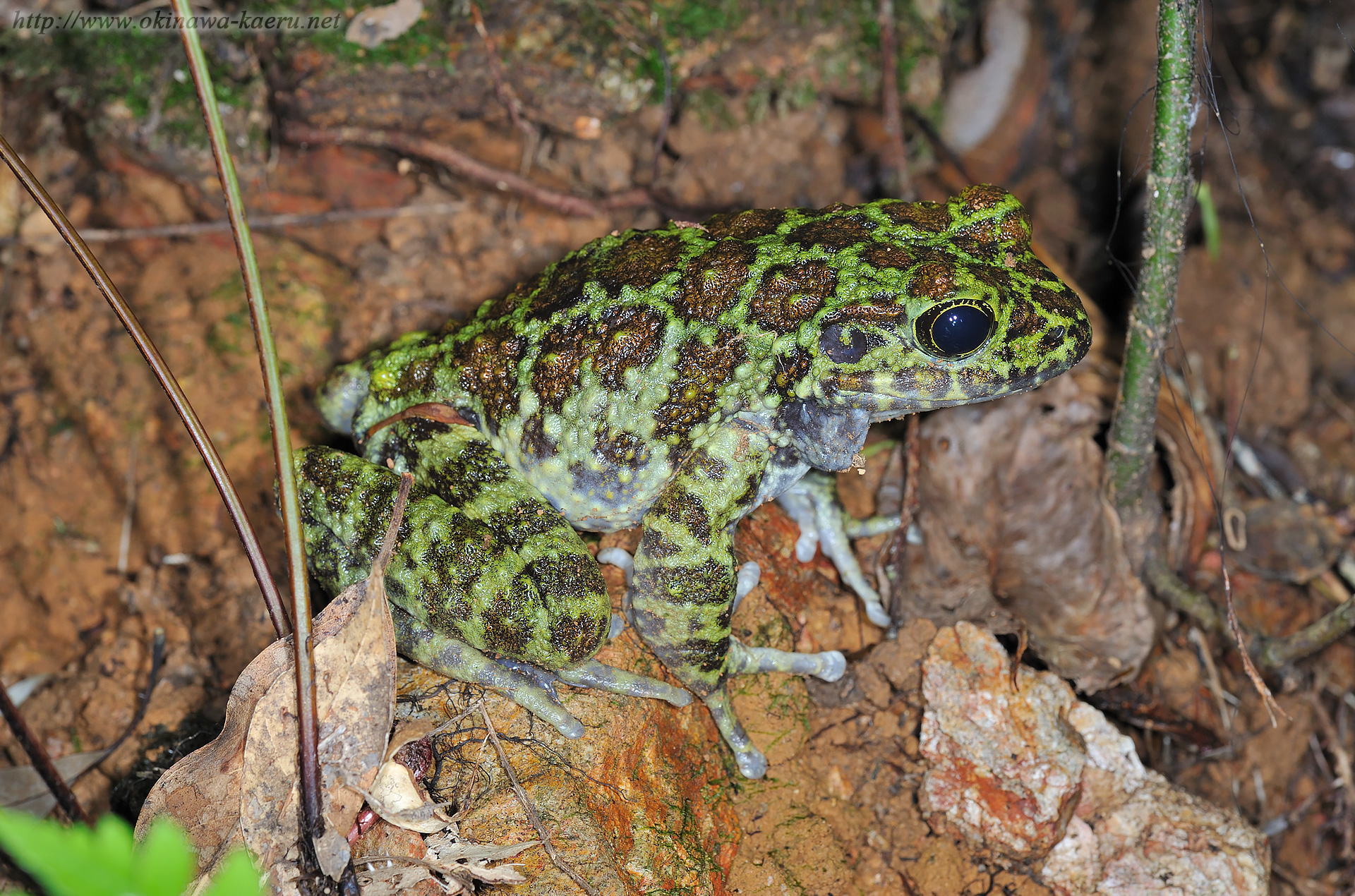 オキナワイシカワガエルの画像