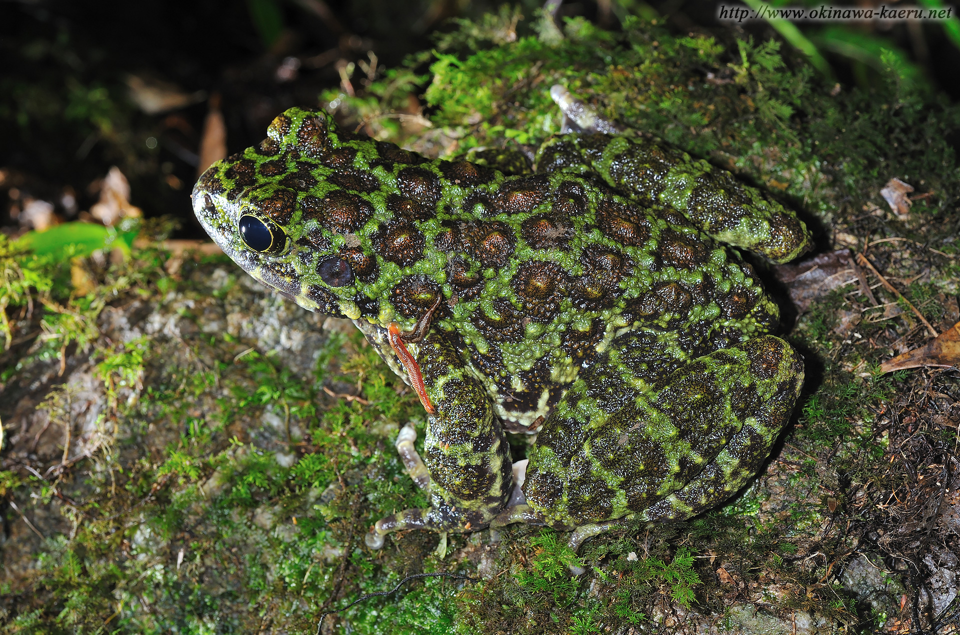 オキナワイシカワガエルの画像