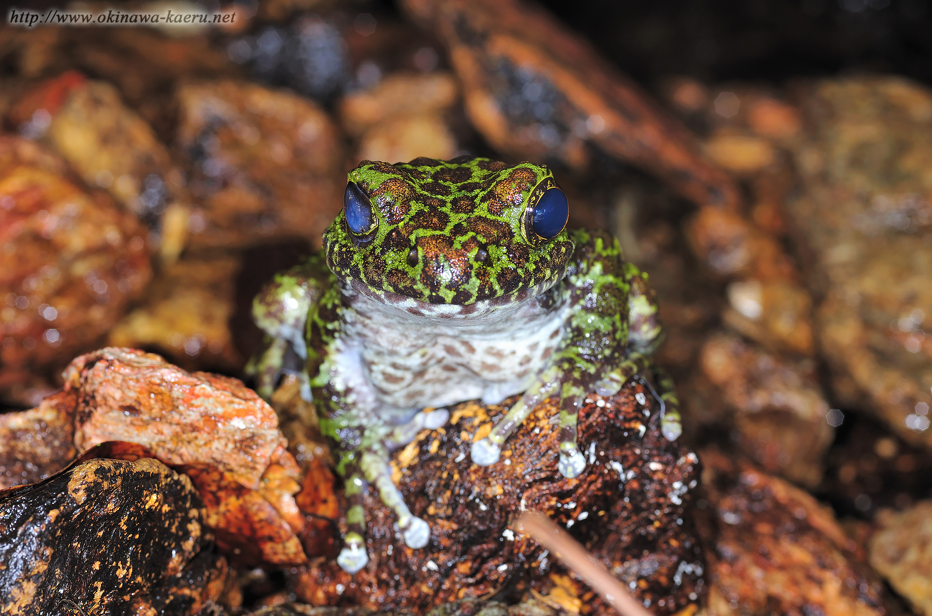 オキナワイシカワガエルの画像