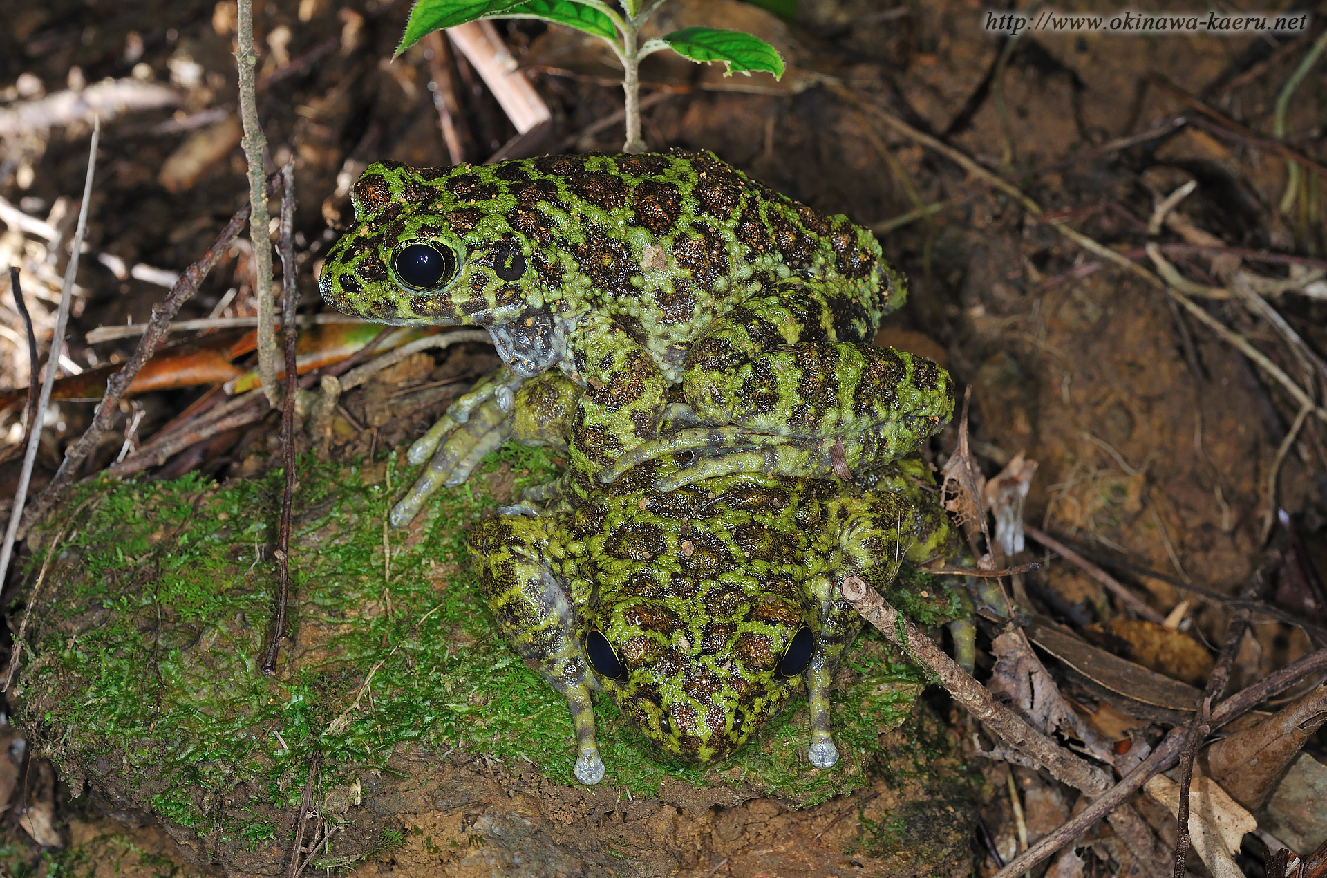 オキナワイシカワガエルの画像