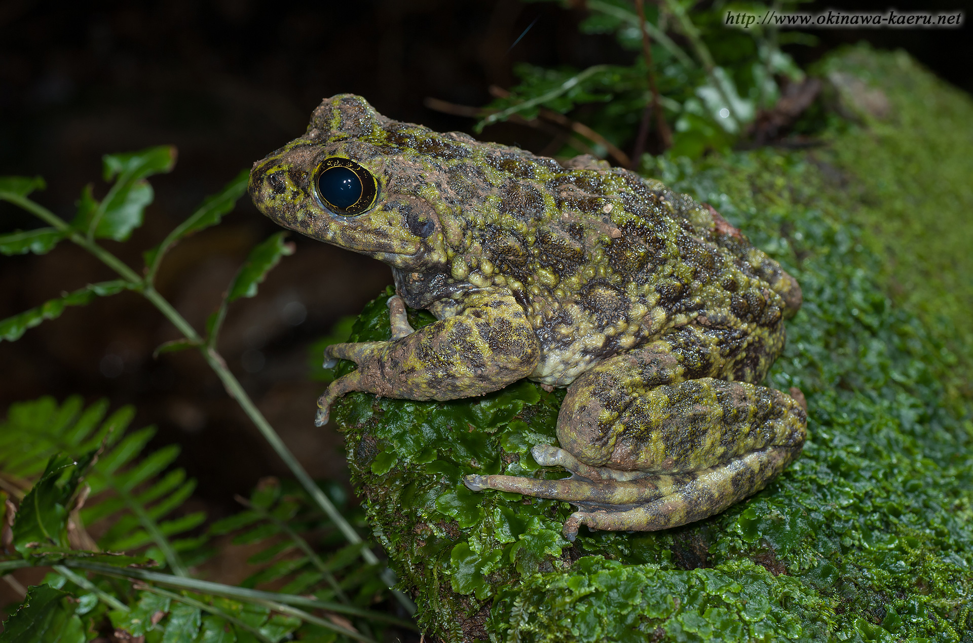 オキナワイシカワガエルの画像