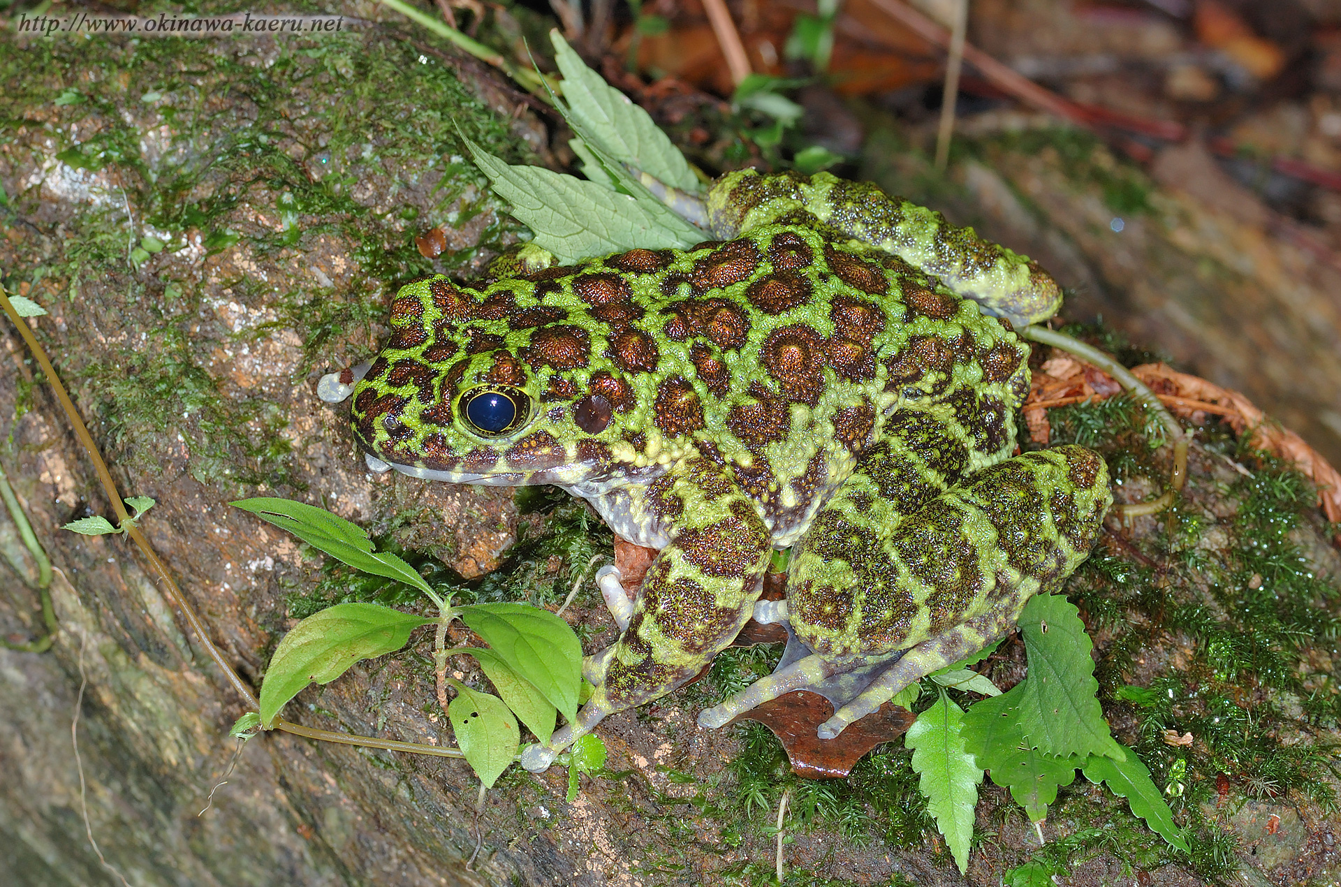 オキナワイシカワガエルの画像