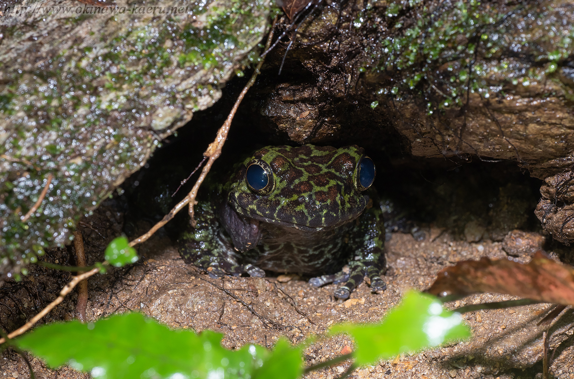 オキナワイシカワガエルの画像