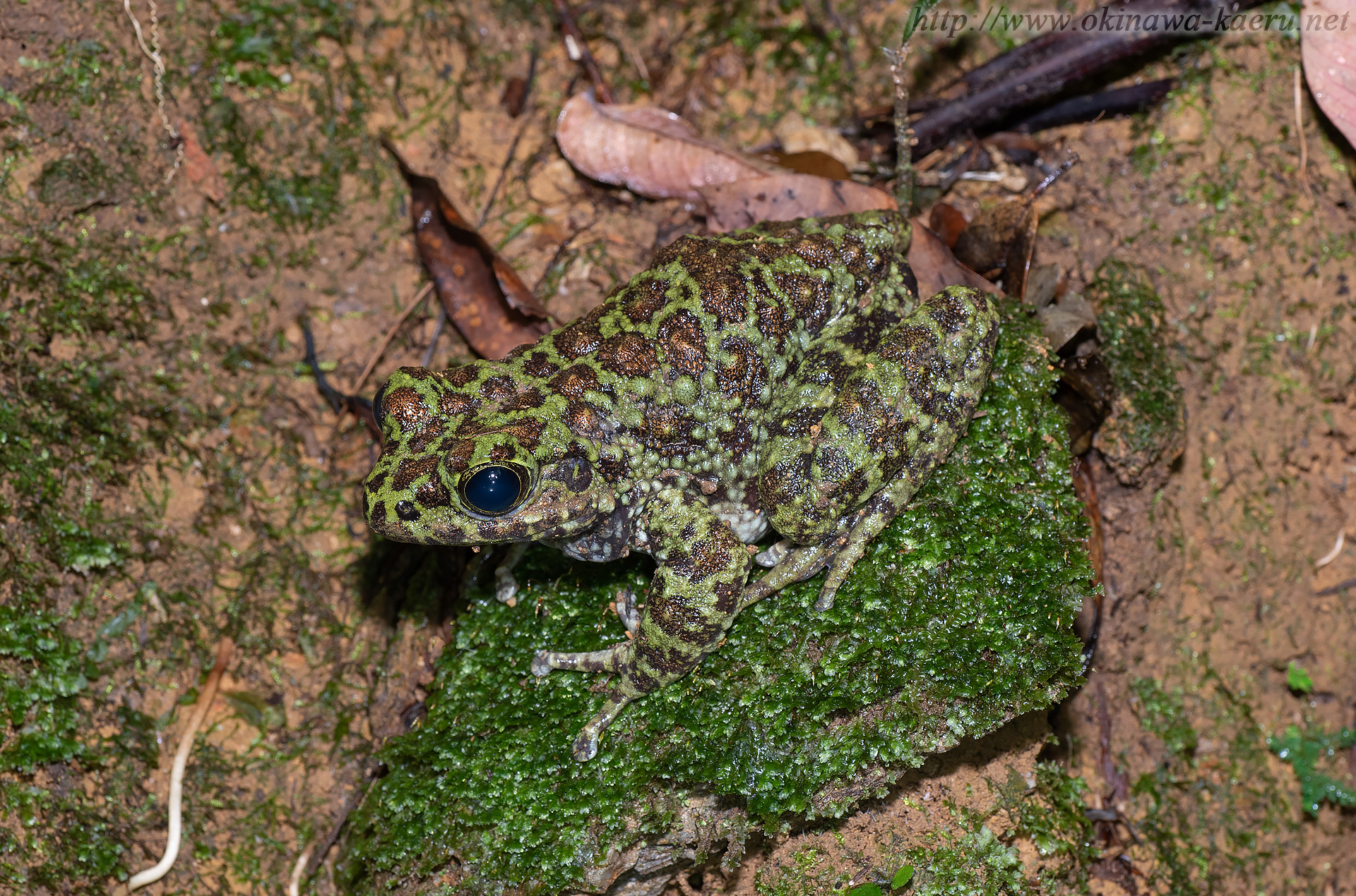 オキナワイシカワガエルの画像