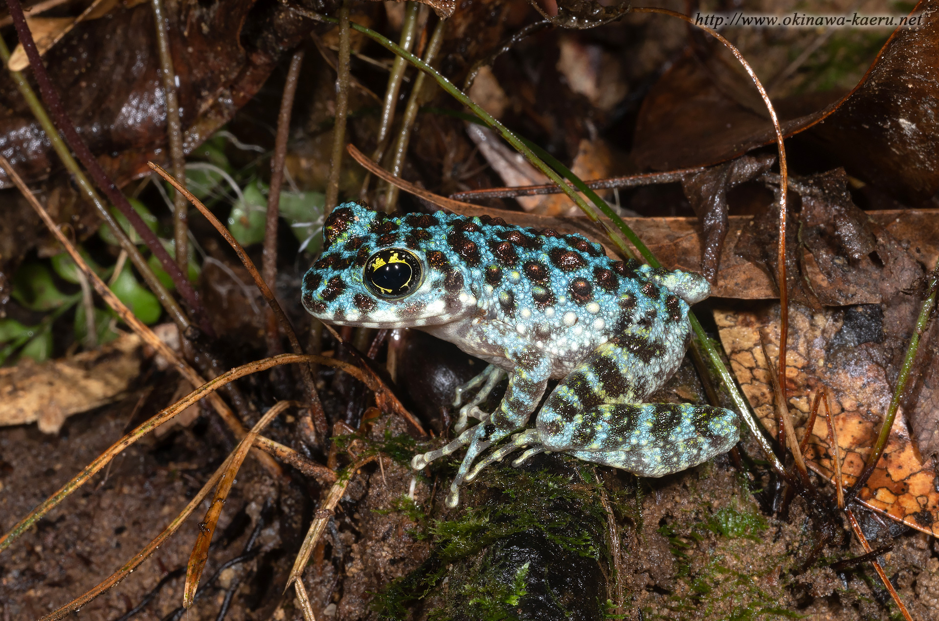 オキナワイシカワガエルの画像