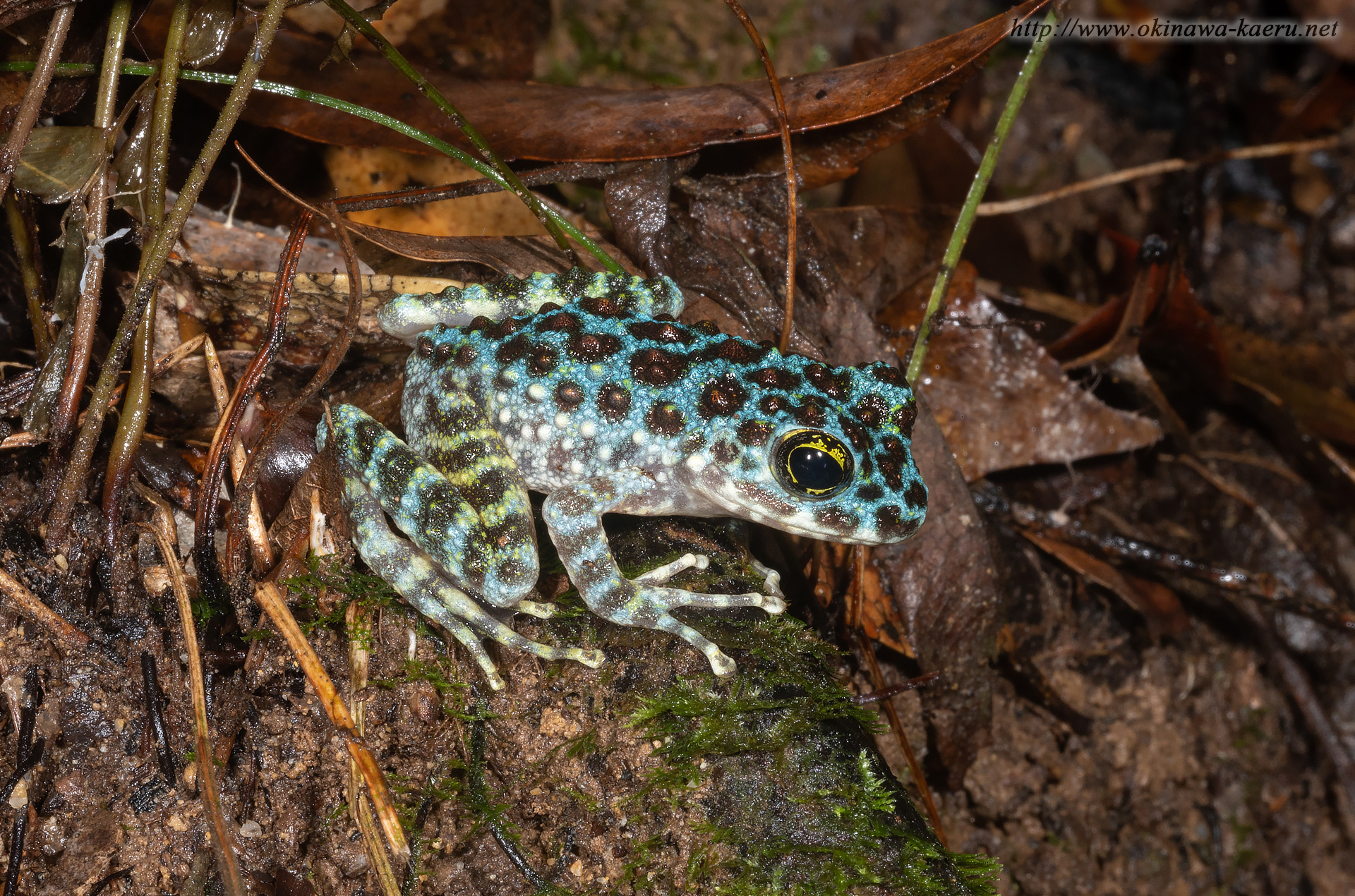 オキナワイシカワガエルの画像