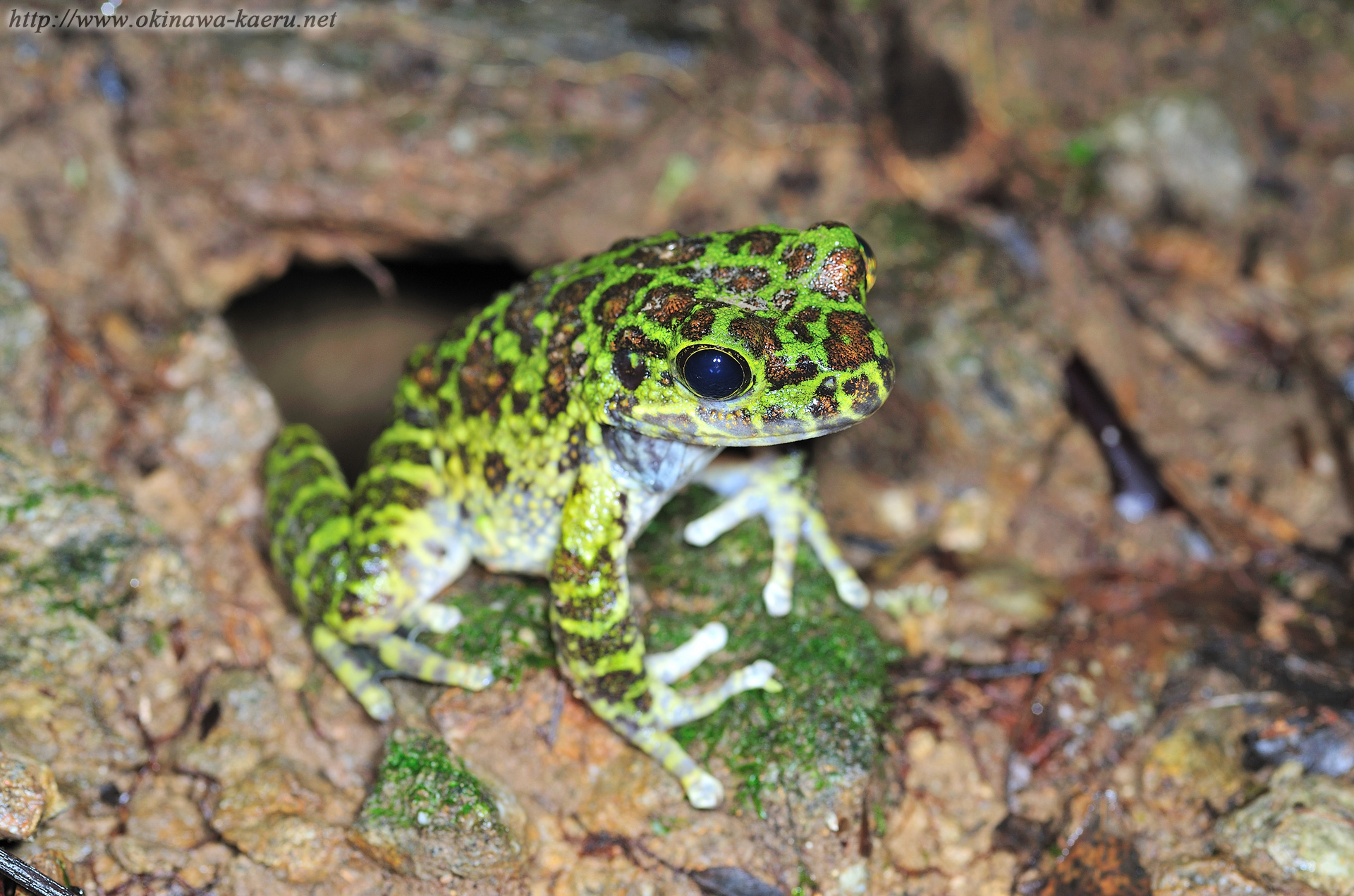 オキナワイシカワガエルの画像