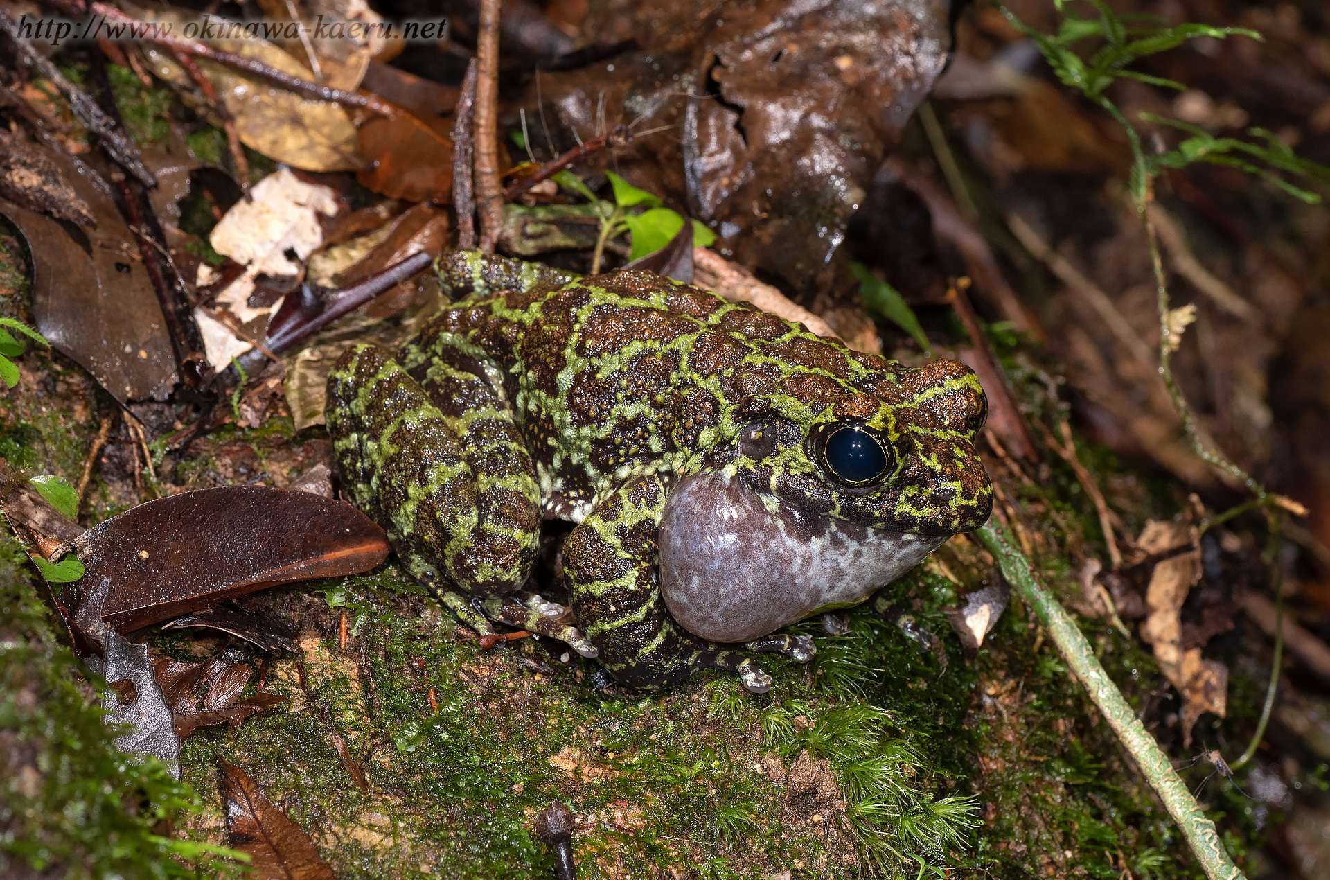 オキナワイシカワガエルの画像