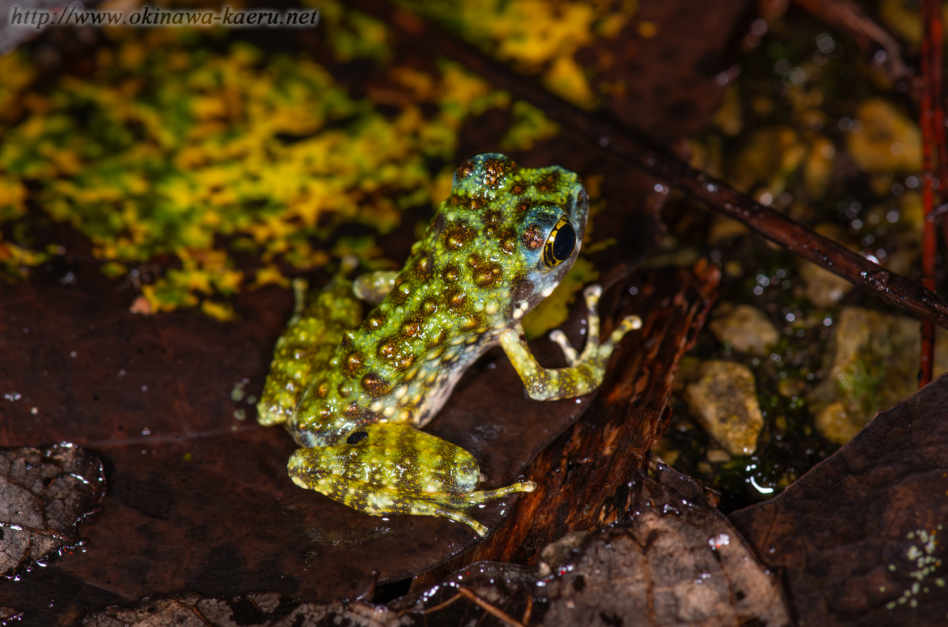 オキナワイシカワガエルの画像