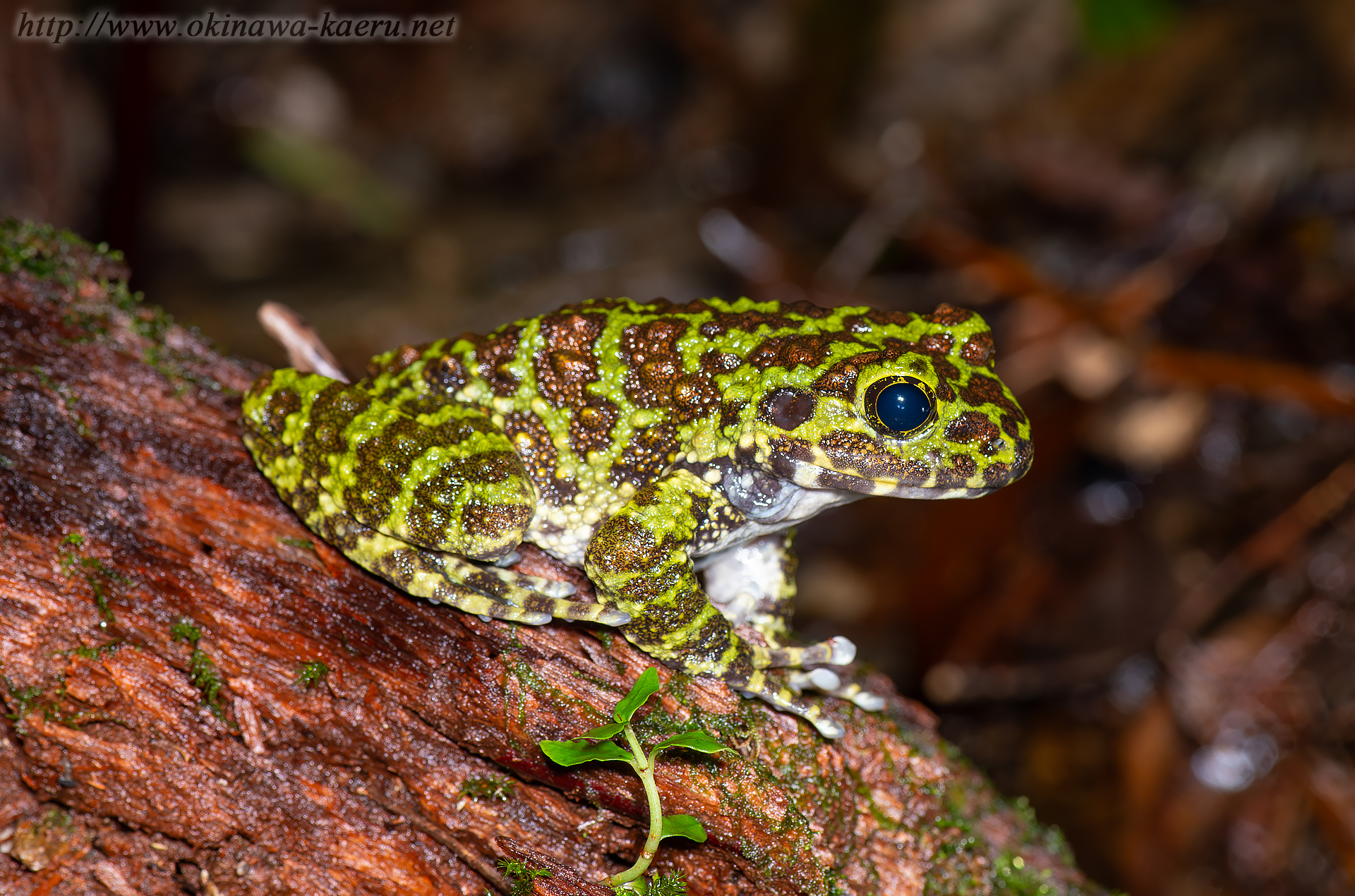 オキナワイシカワガエルの画像