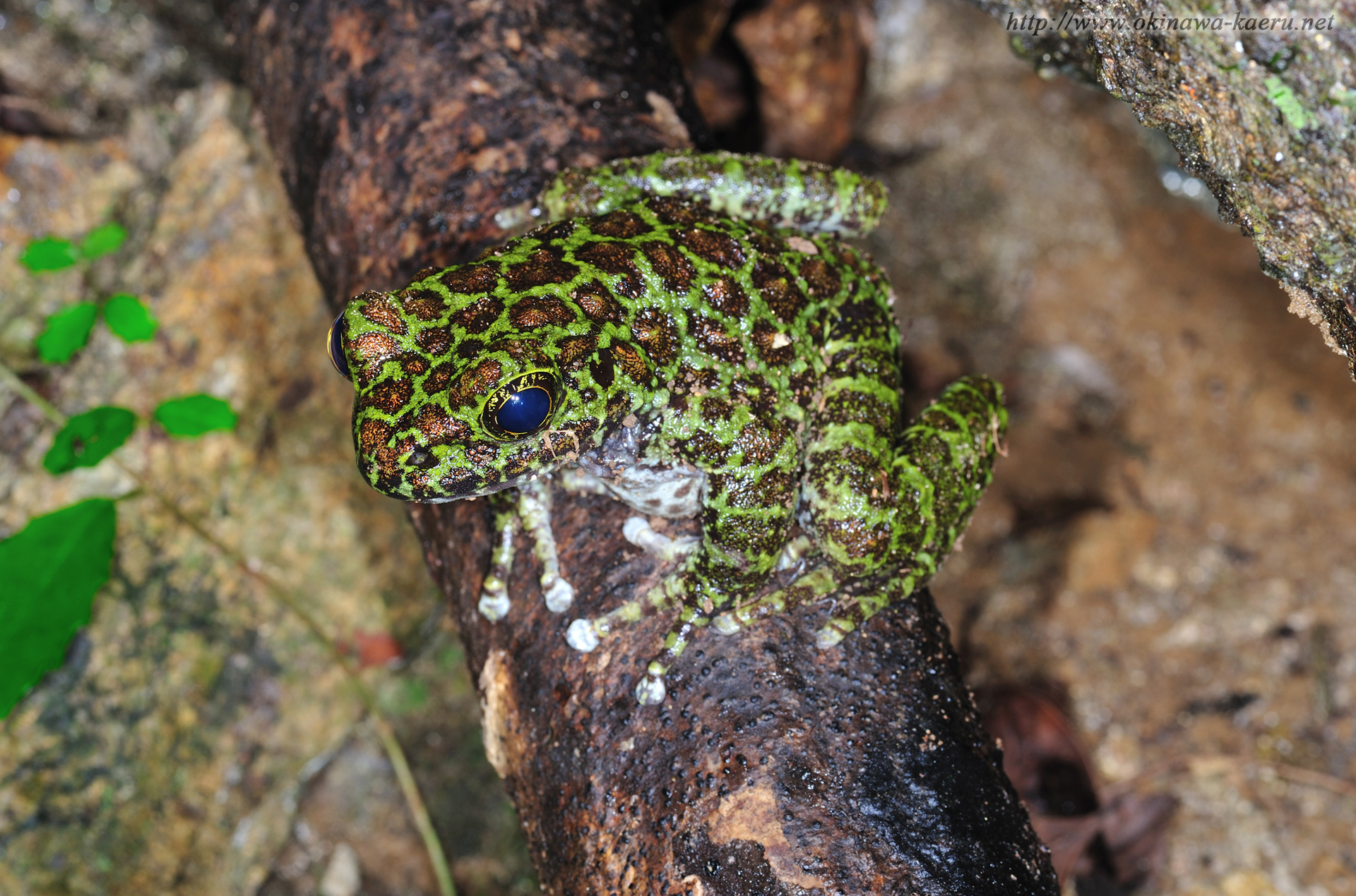 オキナワイシカワガエルの画像