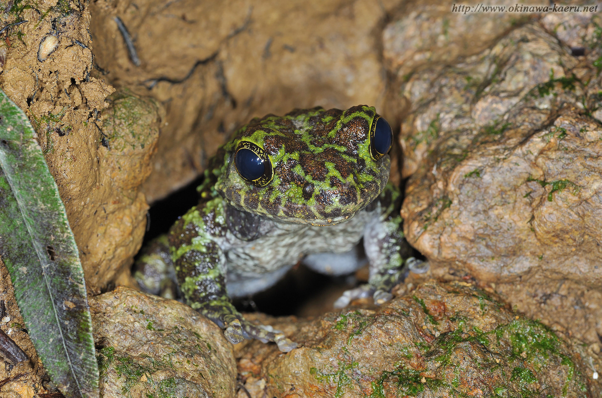 オキナワイシカワガエルの画像