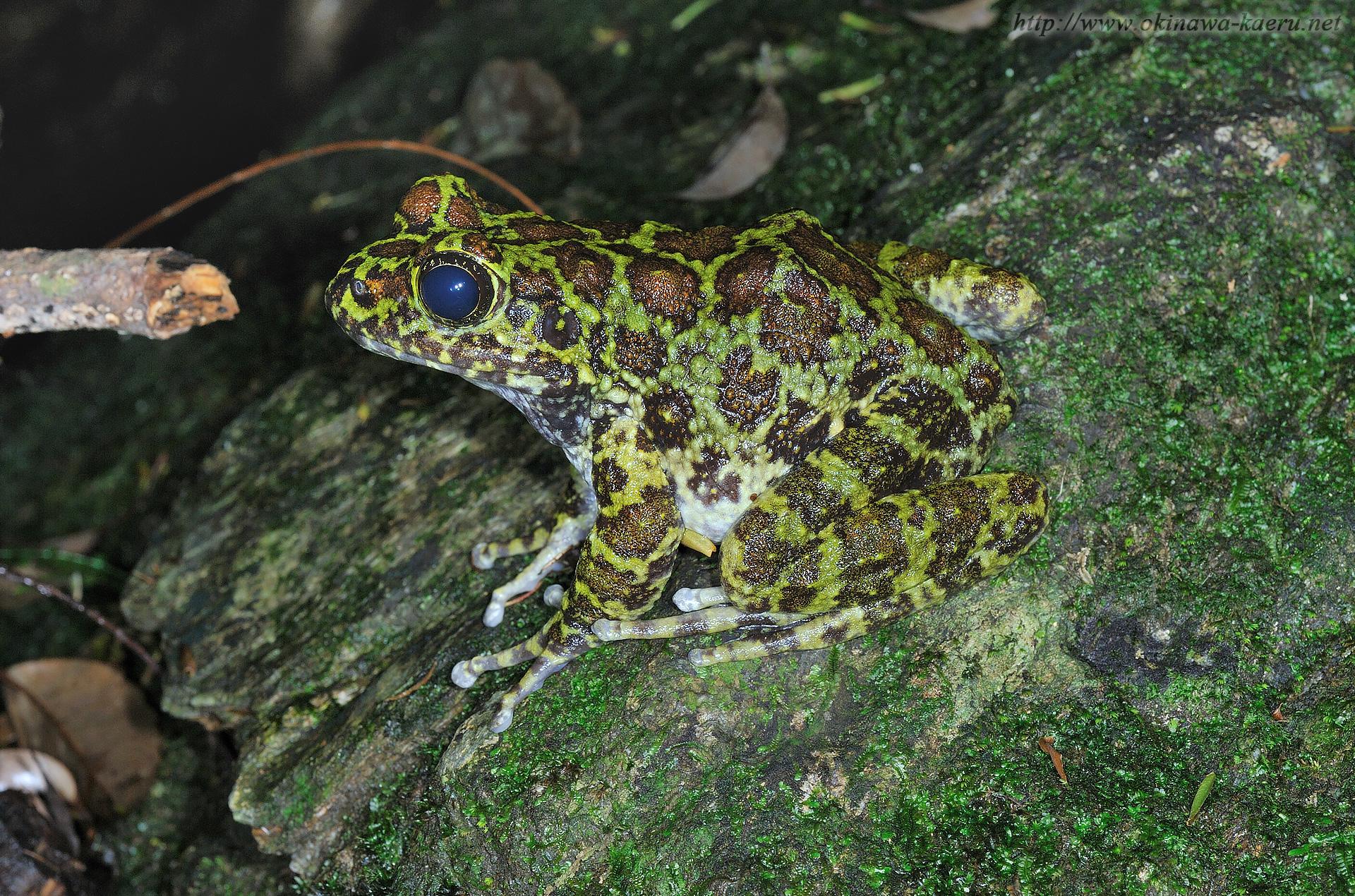 オキナワイシカワガエルの画像